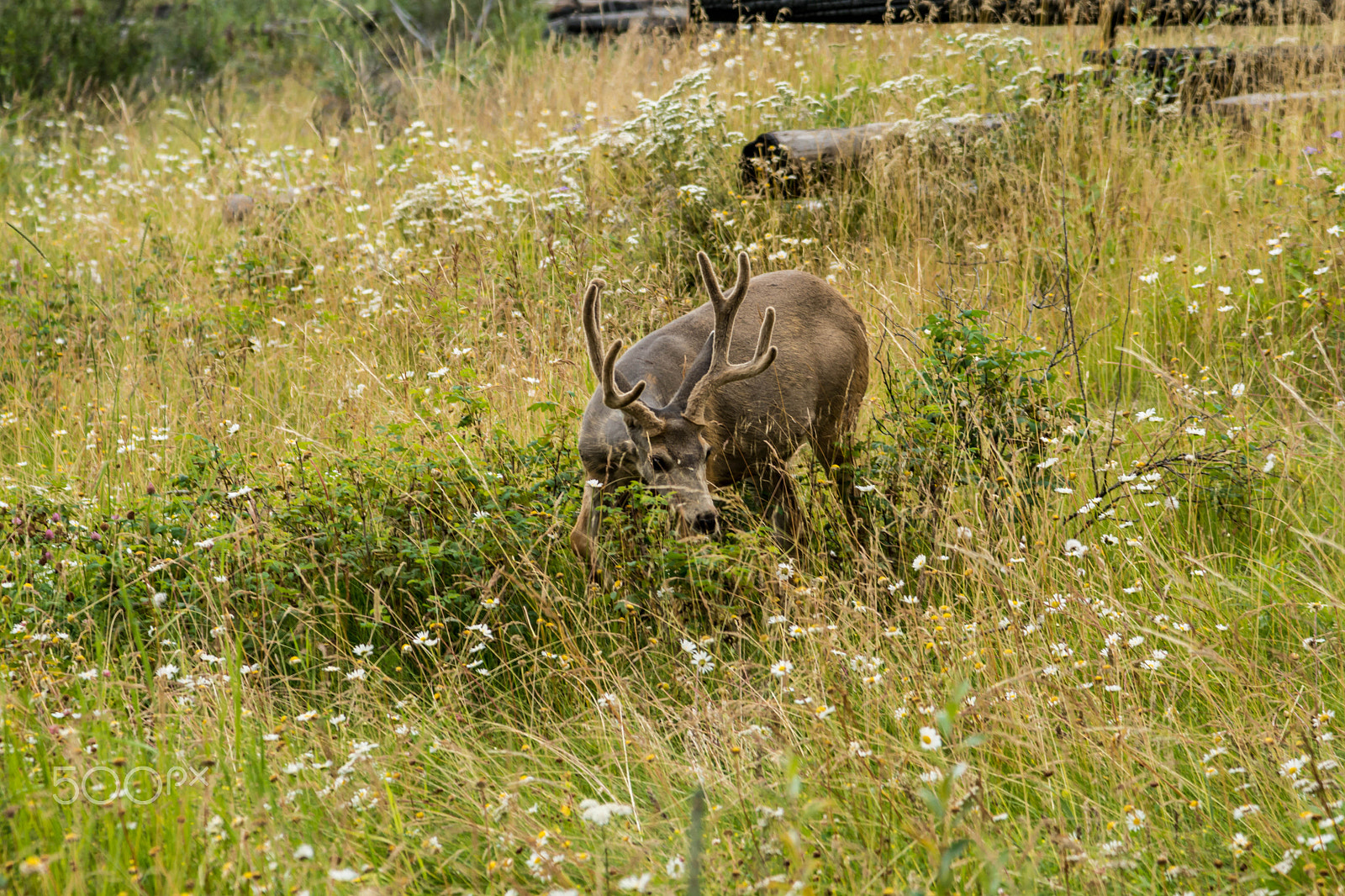 Nikon AF-S Nikkor 24-120mm F4G ED VR sample photo. Resting deer. deer eat a grass photography