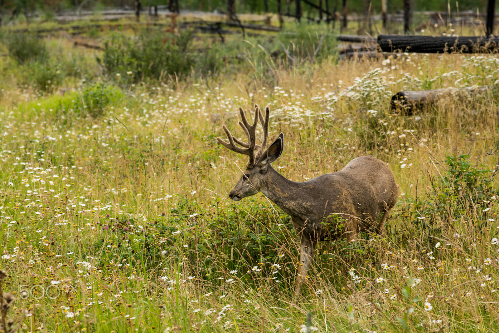 Nikon D7100 + Nikon AF-S Nikkor 24-120mm F4G ED VR sample photo. Resting deer. deer eat a grass photography