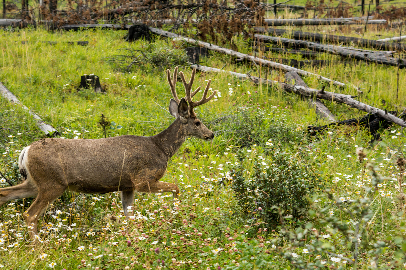Nikon AF-S Nikkor 24-120mm F4G ED VR sample photo. Resting deer. deer eat a grass photography