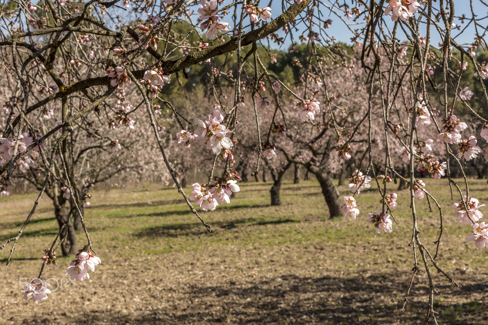 Canon EOS 5DS R sample photo. Blooming almond trees in a park photography
