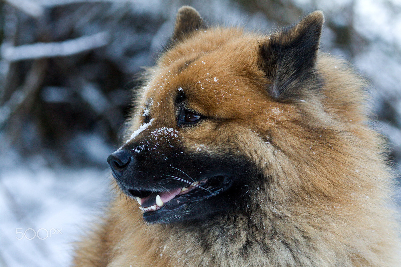 Canon EOS 50D sample photo. Eurasier dita photography