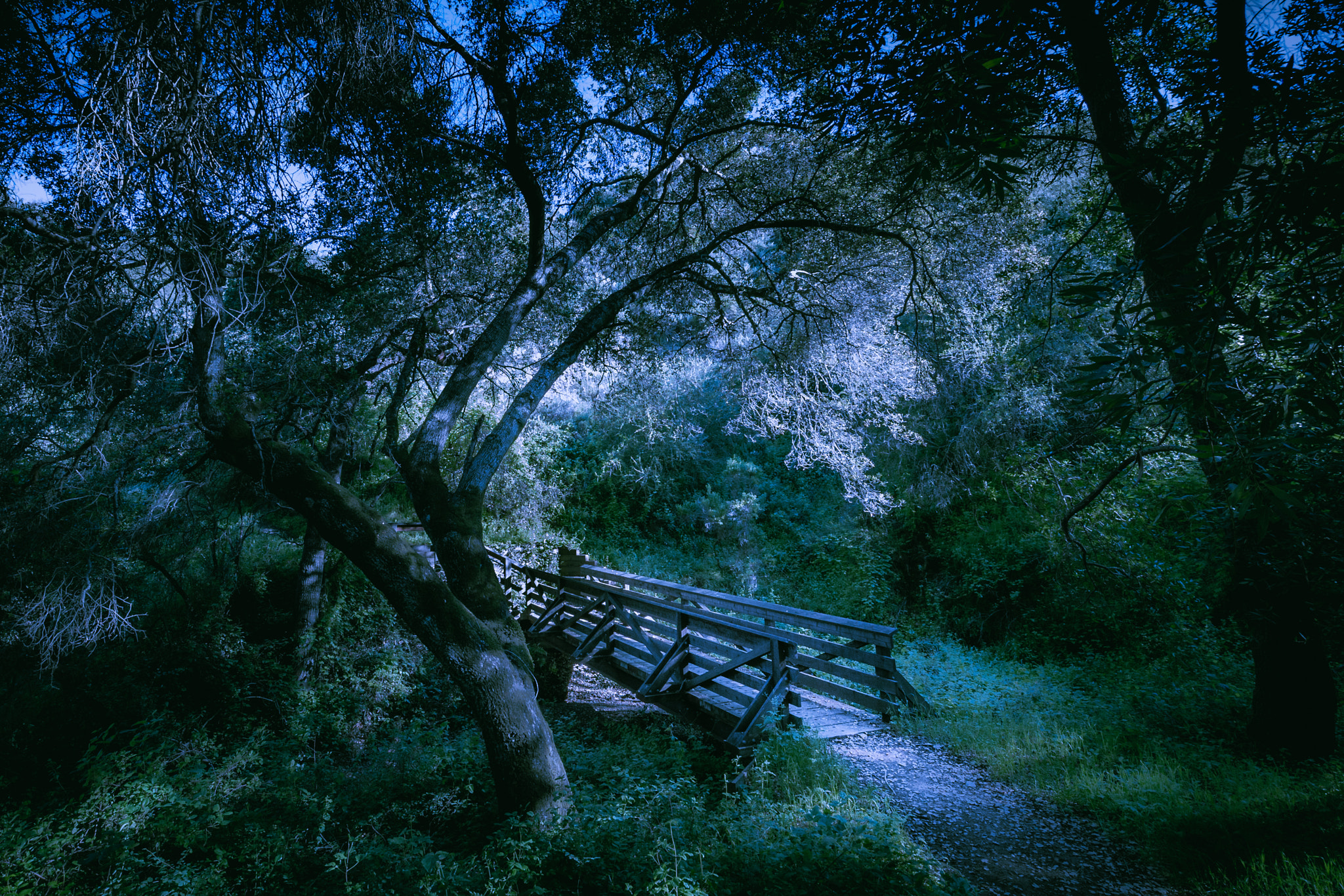 Sony a7S + Sony Vario-Tessar T* FE 16-35mm F4 ZA OSS sample photo. Stevens creek county park trail photography