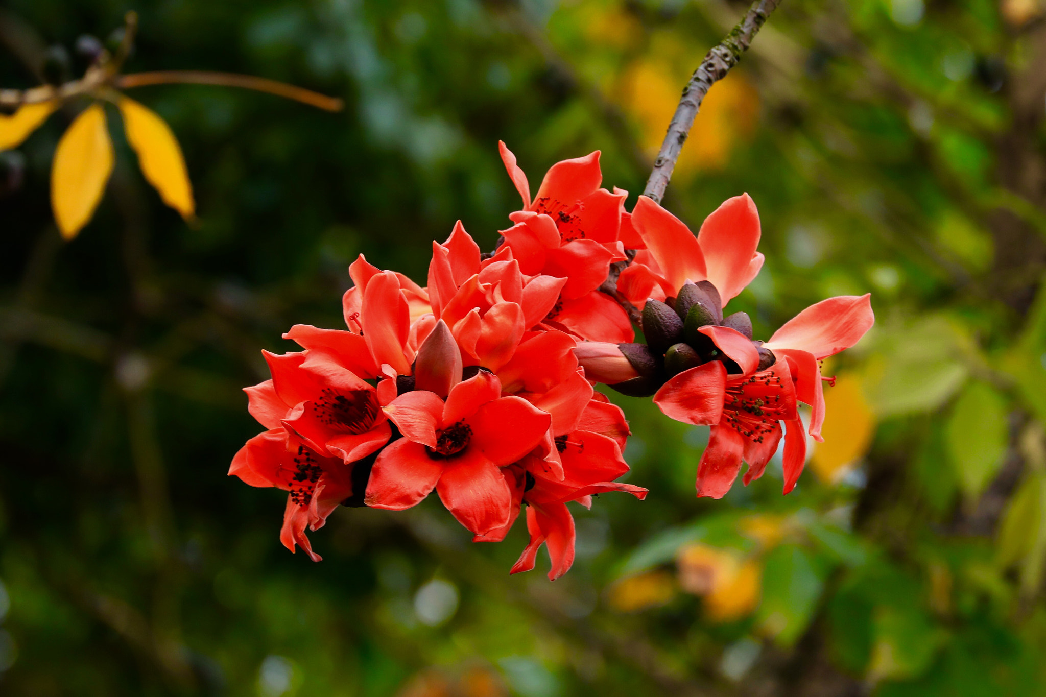 Canon EF 28mm F2.8 sample photo. Red cotton flowers photography