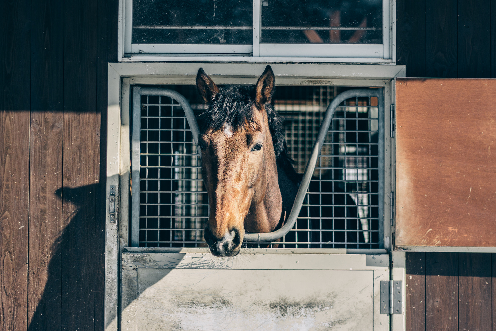 Canon EOS 600D (Rebel EOS T3i / EOS Kiss X5) sample photo. Northern horse park photography