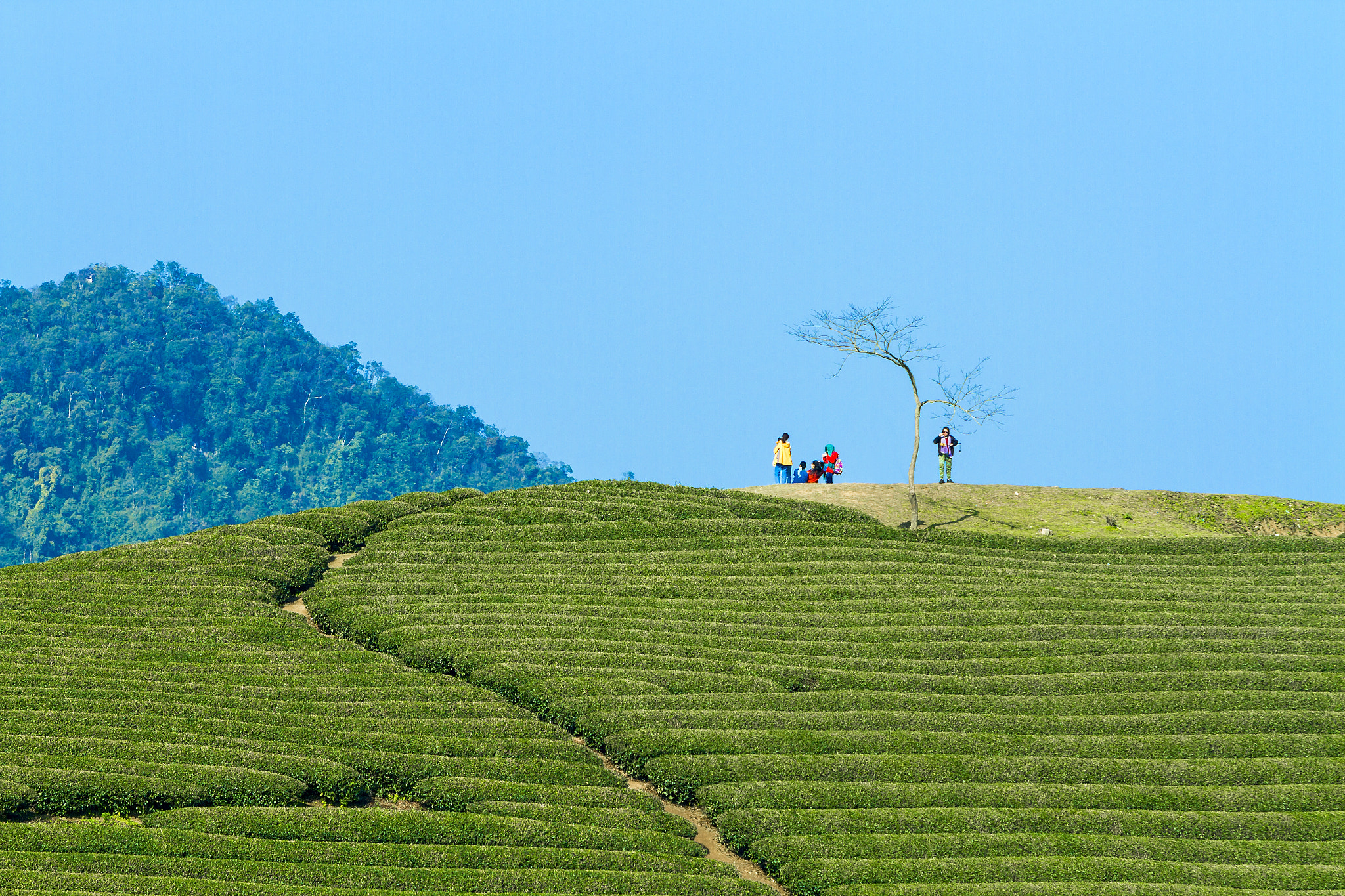 Canon EF 70-200mm F2.8L IS USM sample photo. Moc chau plateau - famous tourist destination in v photography