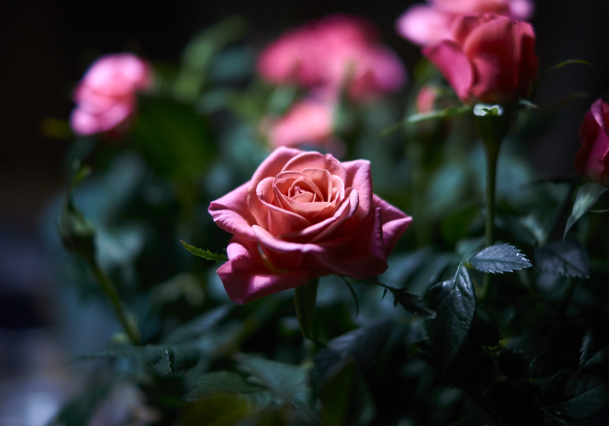 Sony SLT-A57 sample photo. Tiny rose bush photography
