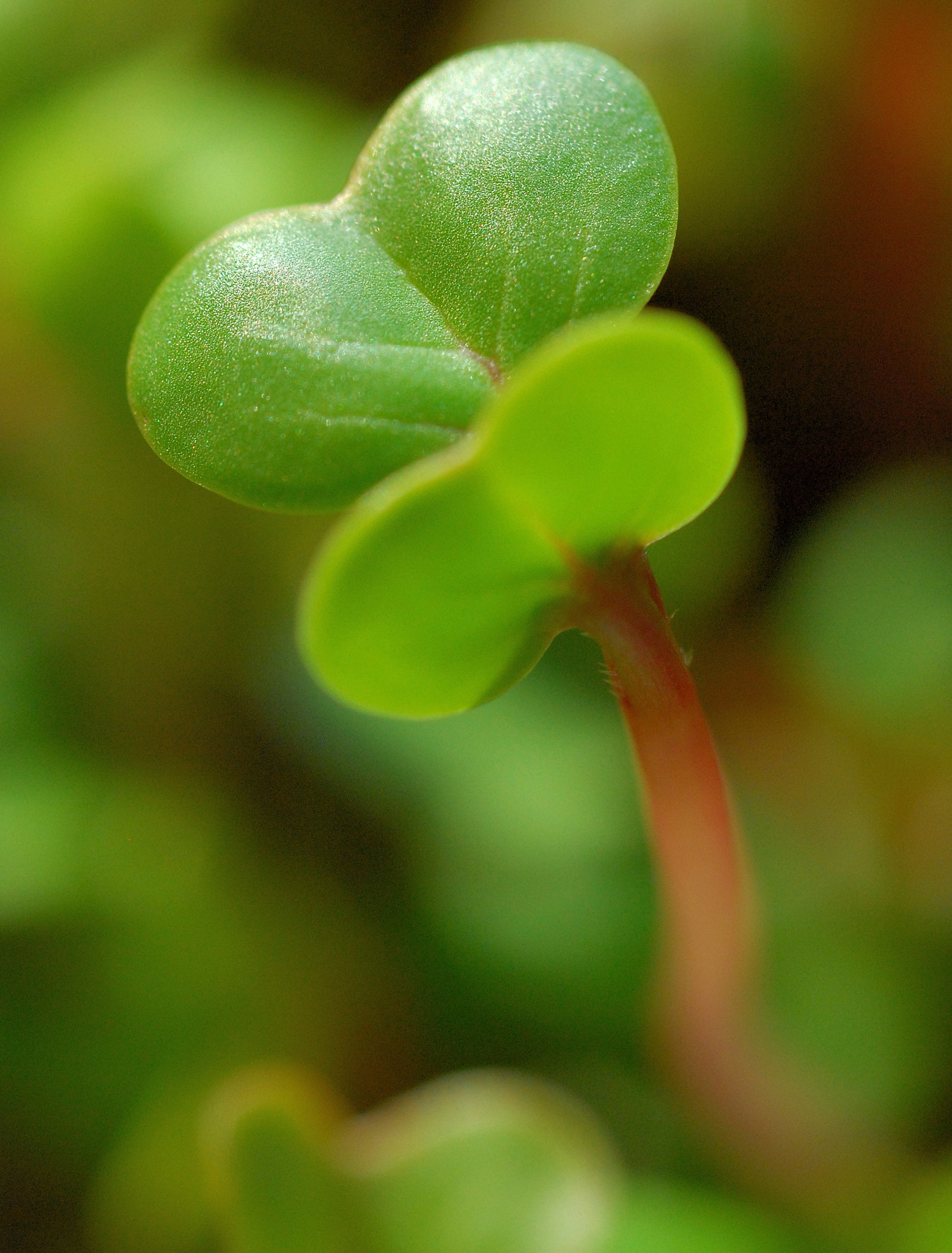Nikon D80 + AF Micro-Nikkor 60mm f/2.8 sample photo. Radish sprout photography