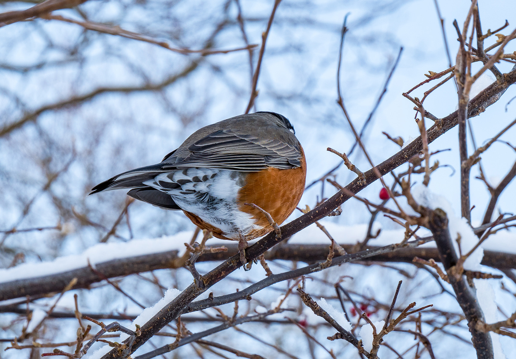 Panasonic Lumix DMC-G85 (Lumix DMC-G80) sample photo. Fat bird photography