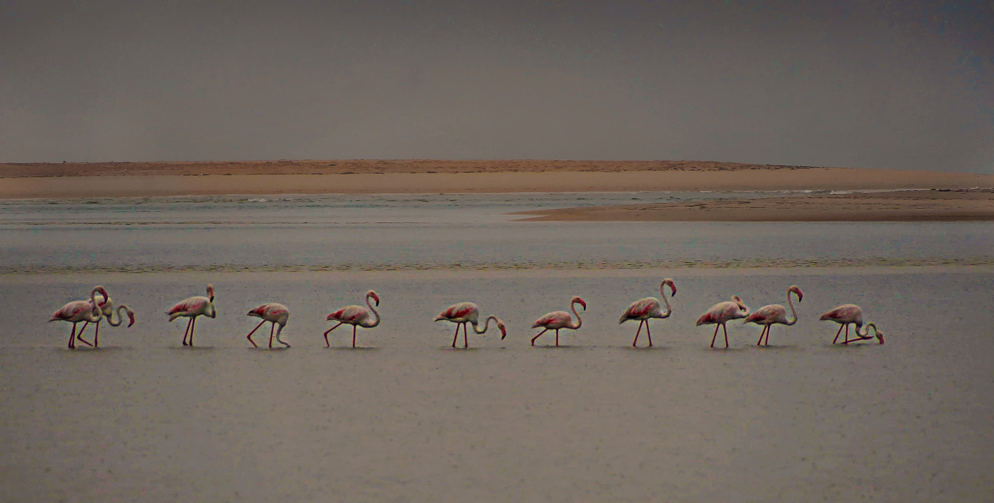 Sony SLT-A99V sample photo. Flamingos in the rain photography