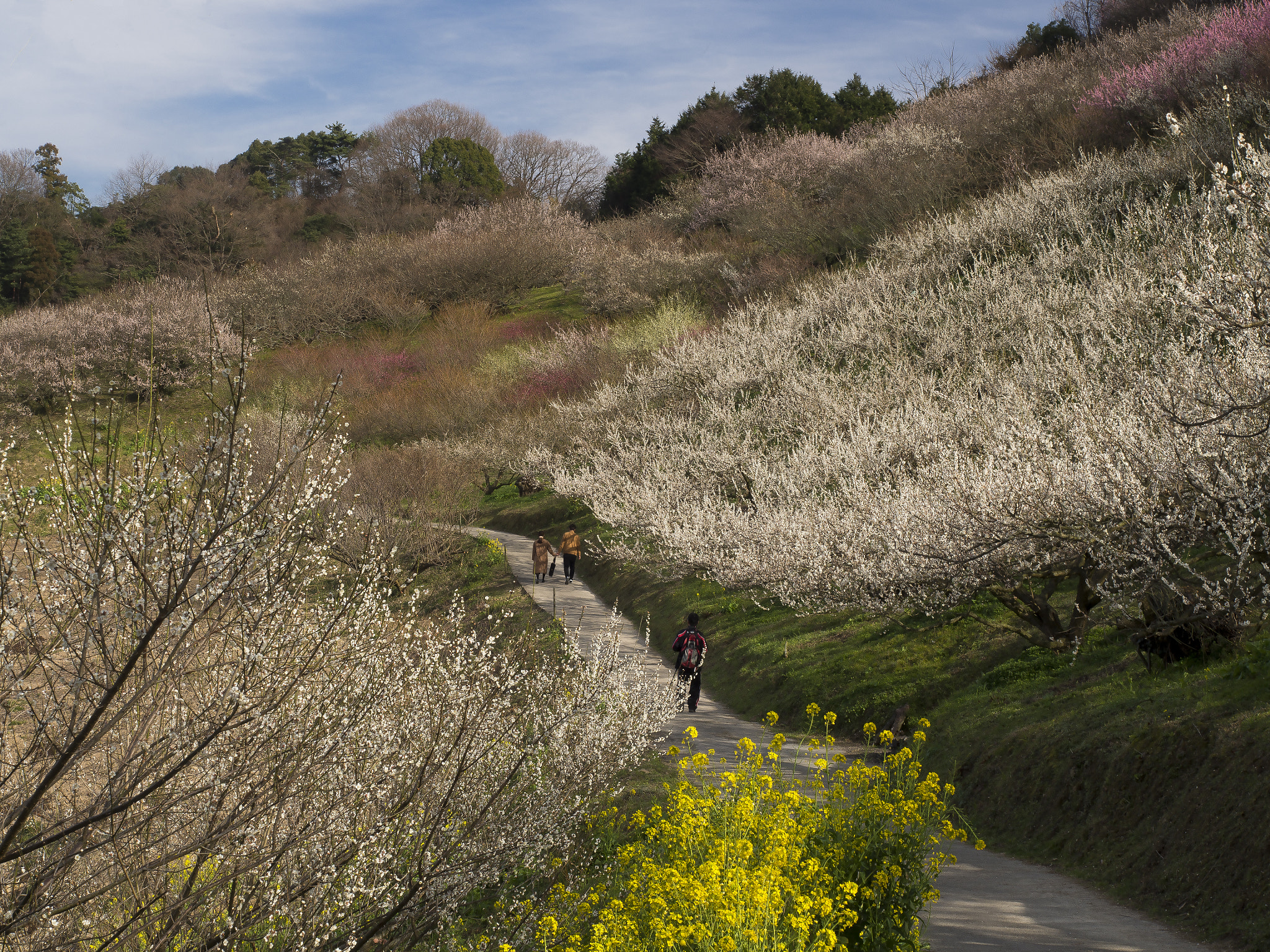 Olympus OM-D E-M5 + Olympus M.Zuiko Digital ED 12-40mm F2.8 Pro sample photo. Nanaore plum garden photography