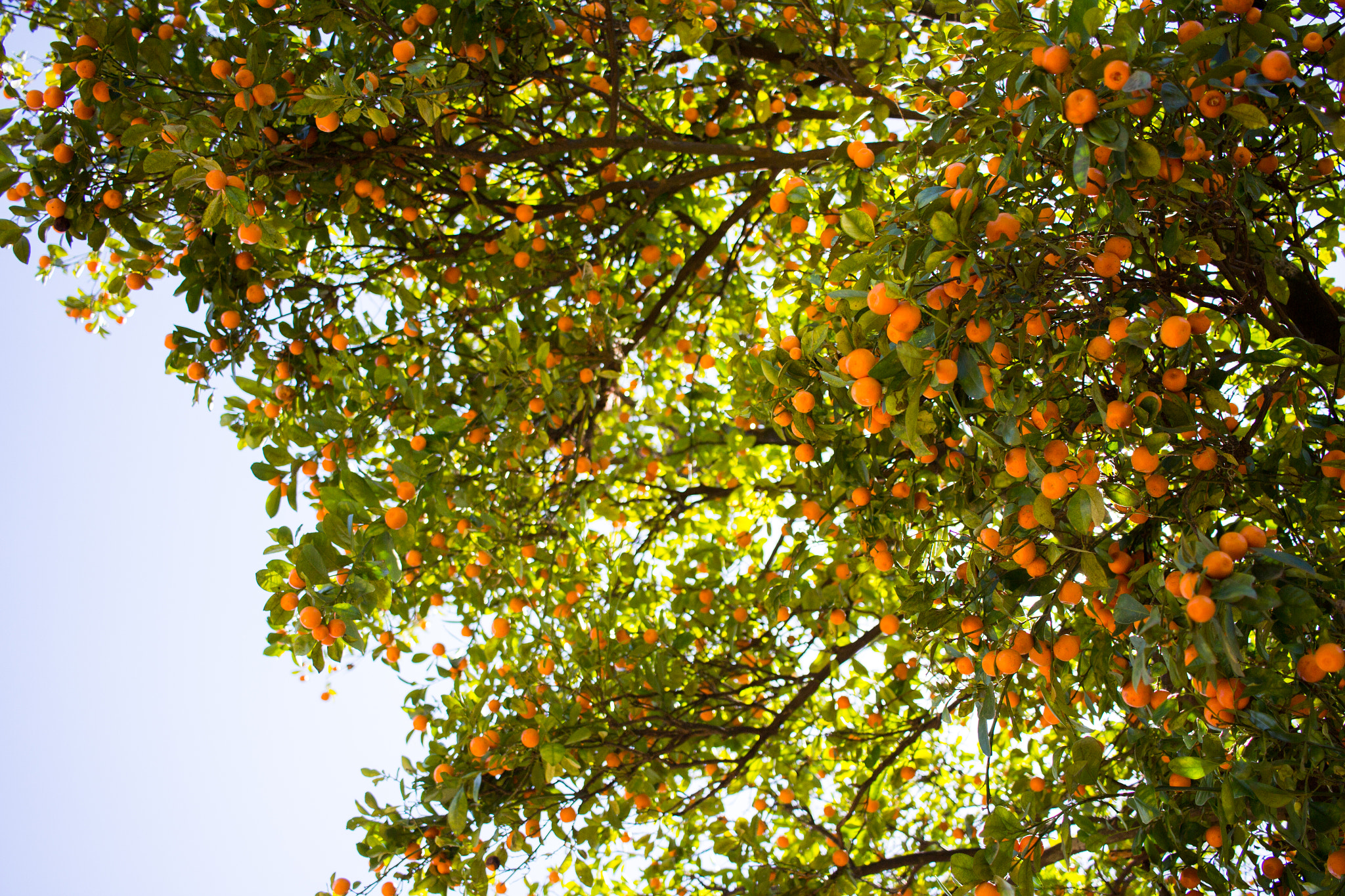 Canon EOS 60D sample photo. Kumquats photography