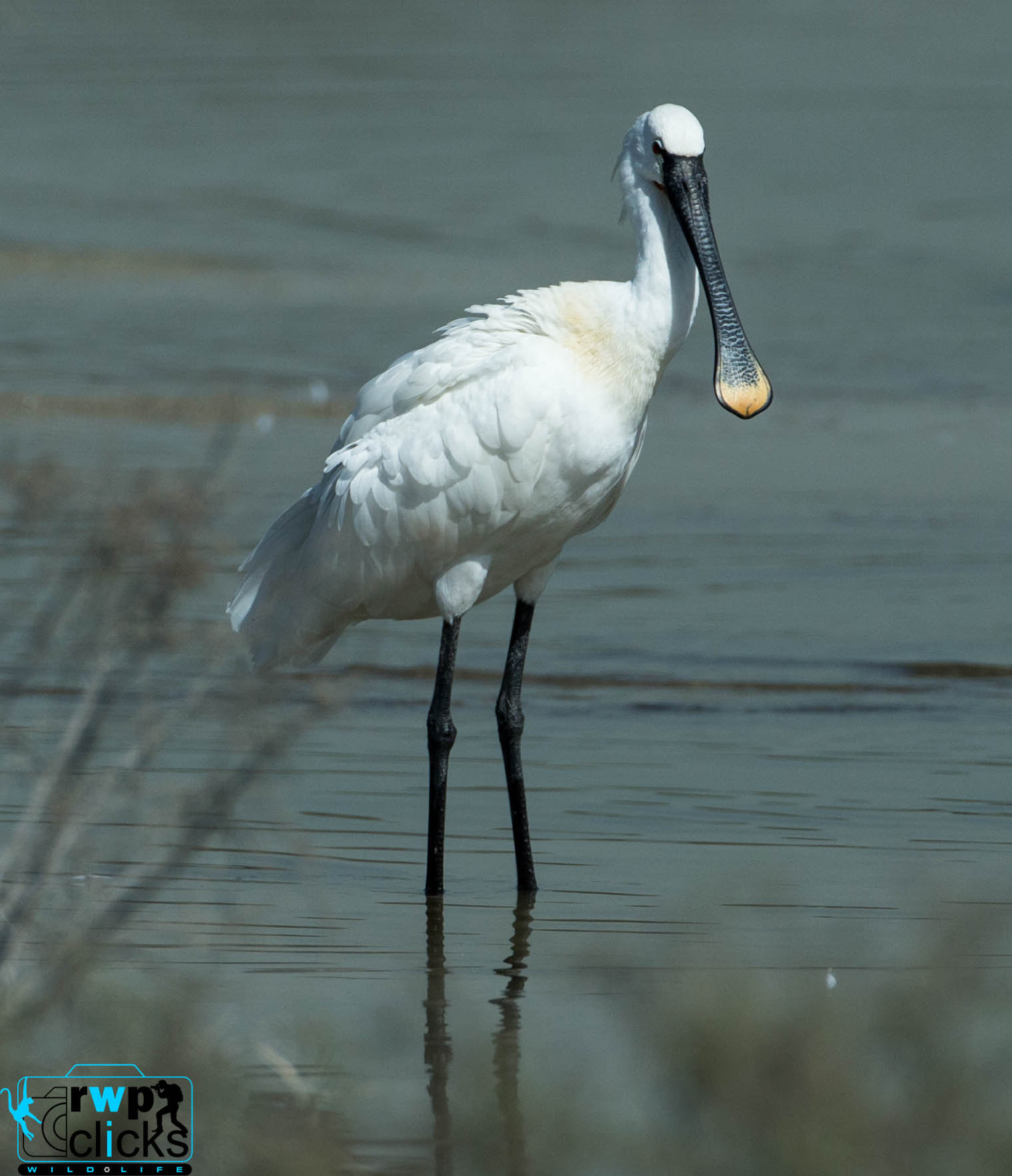 Canon EOS-1D X + Canon EF 500mm F4L IS USM sample photo. Eurasian spoonbill  photography