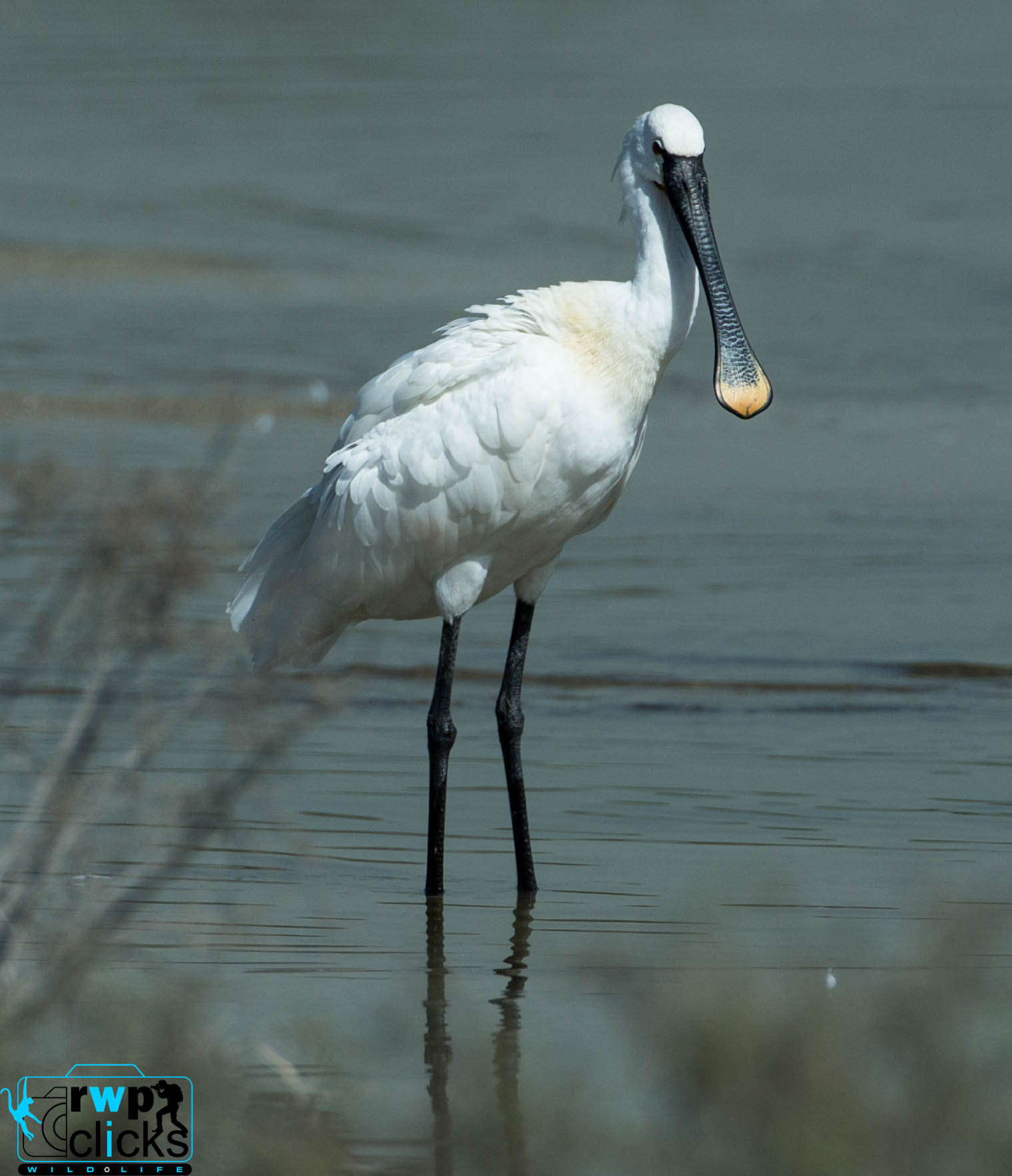 Canon EF 500mm F4L IS USM sample photo. Eurasian spoonbill  photography