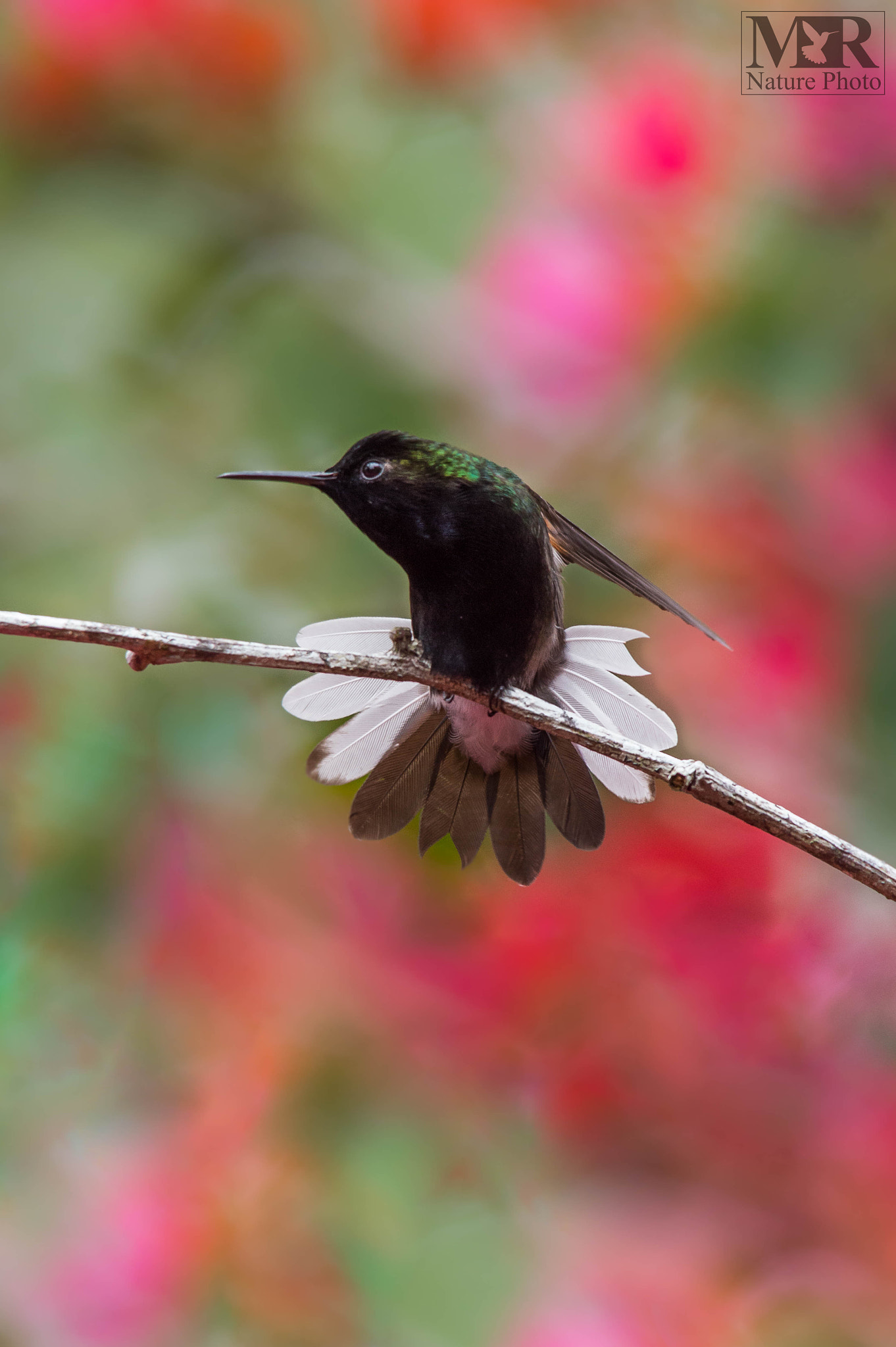 Nikon D3200 + Sigma 150-500mm F5-6.3 DG OS HSM sample photo. Black bellied hummingbird photography