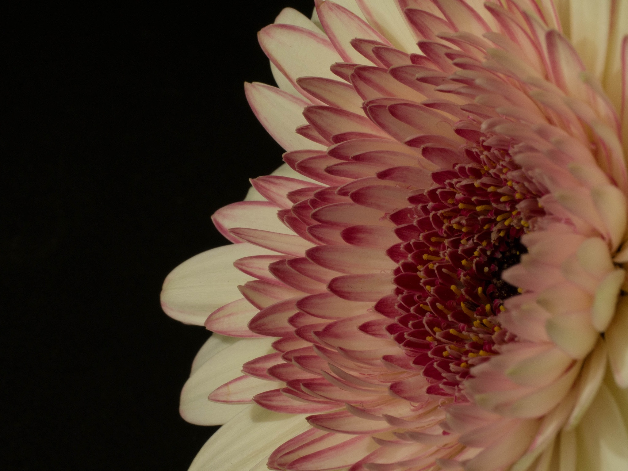Panasonic Leica DG Macro-Elmarit 45mm F2.8 ASPH OIS sample photo