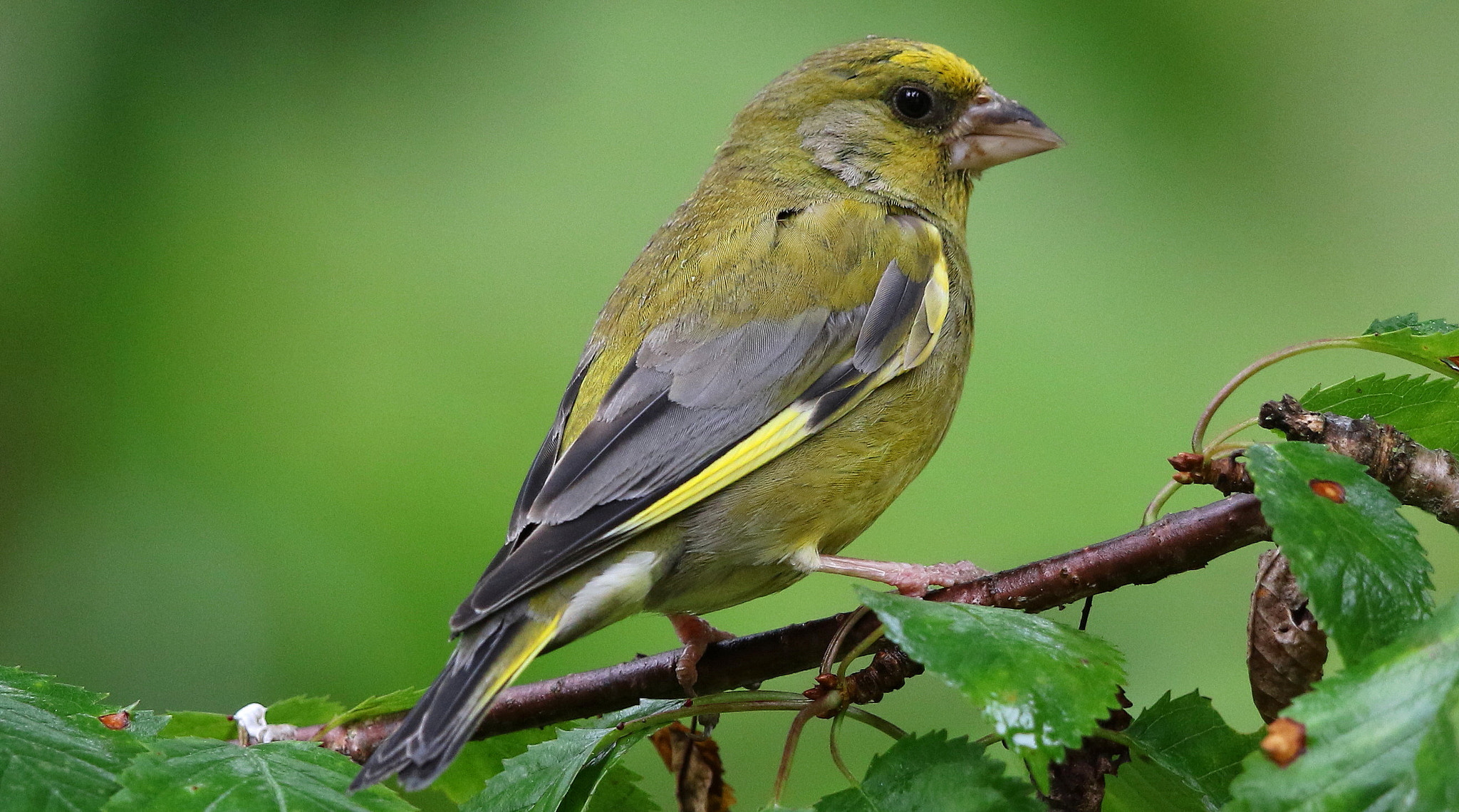 Canon EF 500mm F4L IS II USM sample photo. Male greenfinch photography