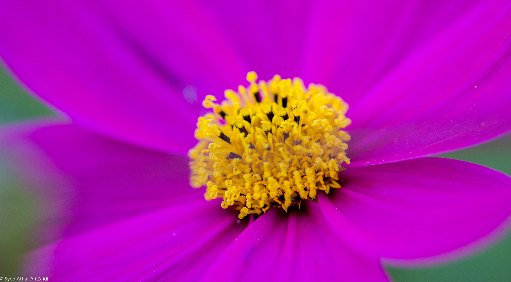 Nikon AF-S Micro-Nikkor 105mm F2.8G IF-ED VR sample photo. Perfect contrast of colors photography