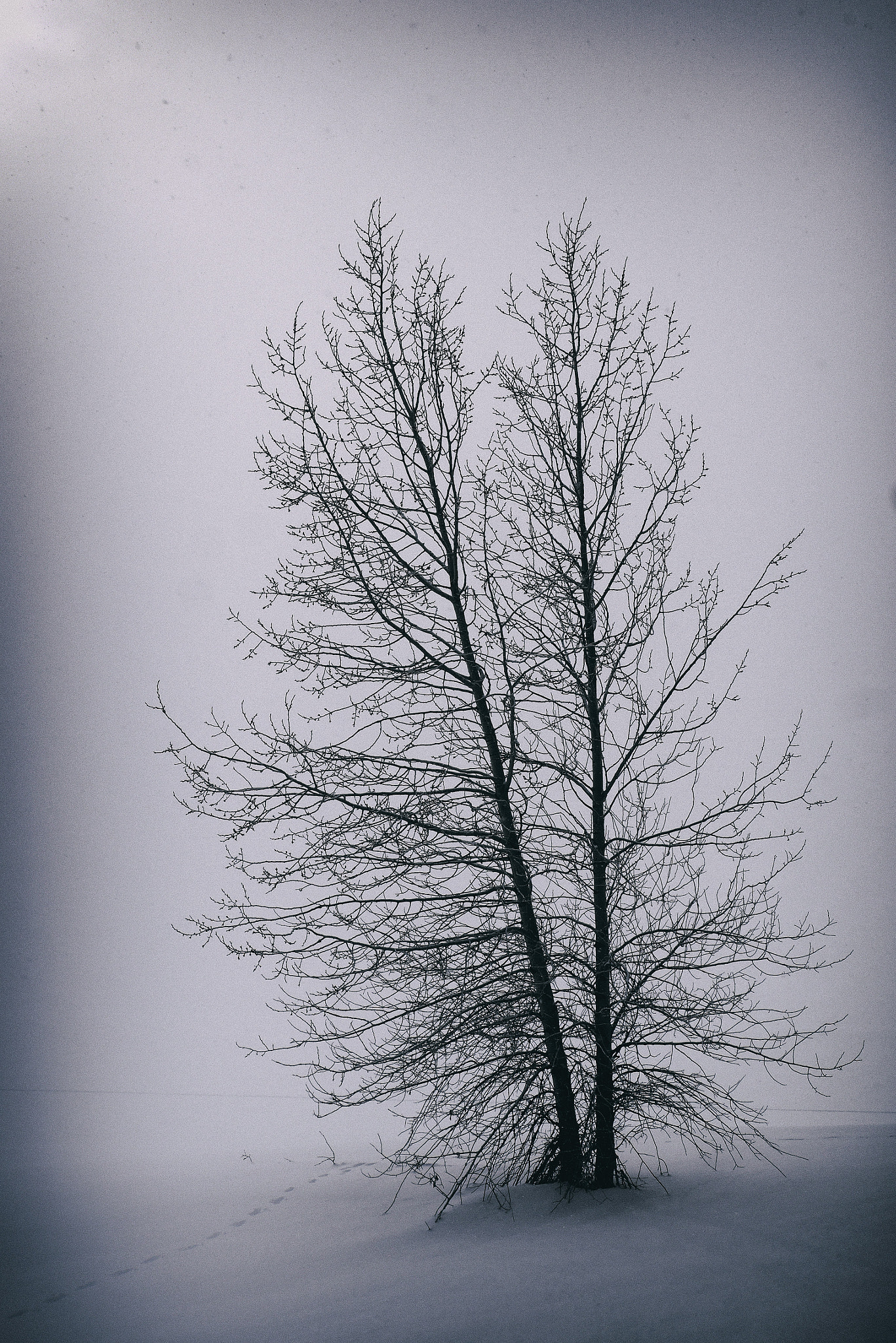 Panasonic Lumix DMC-GX7 sample photo. Twin tree photography