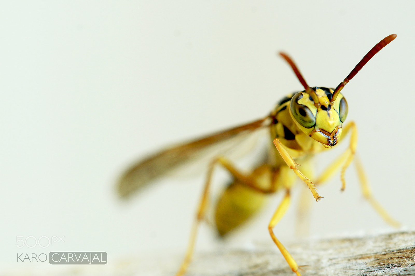 Canon EF-S 60mm F2.8 Macro USM sample photo. Green eyes photography