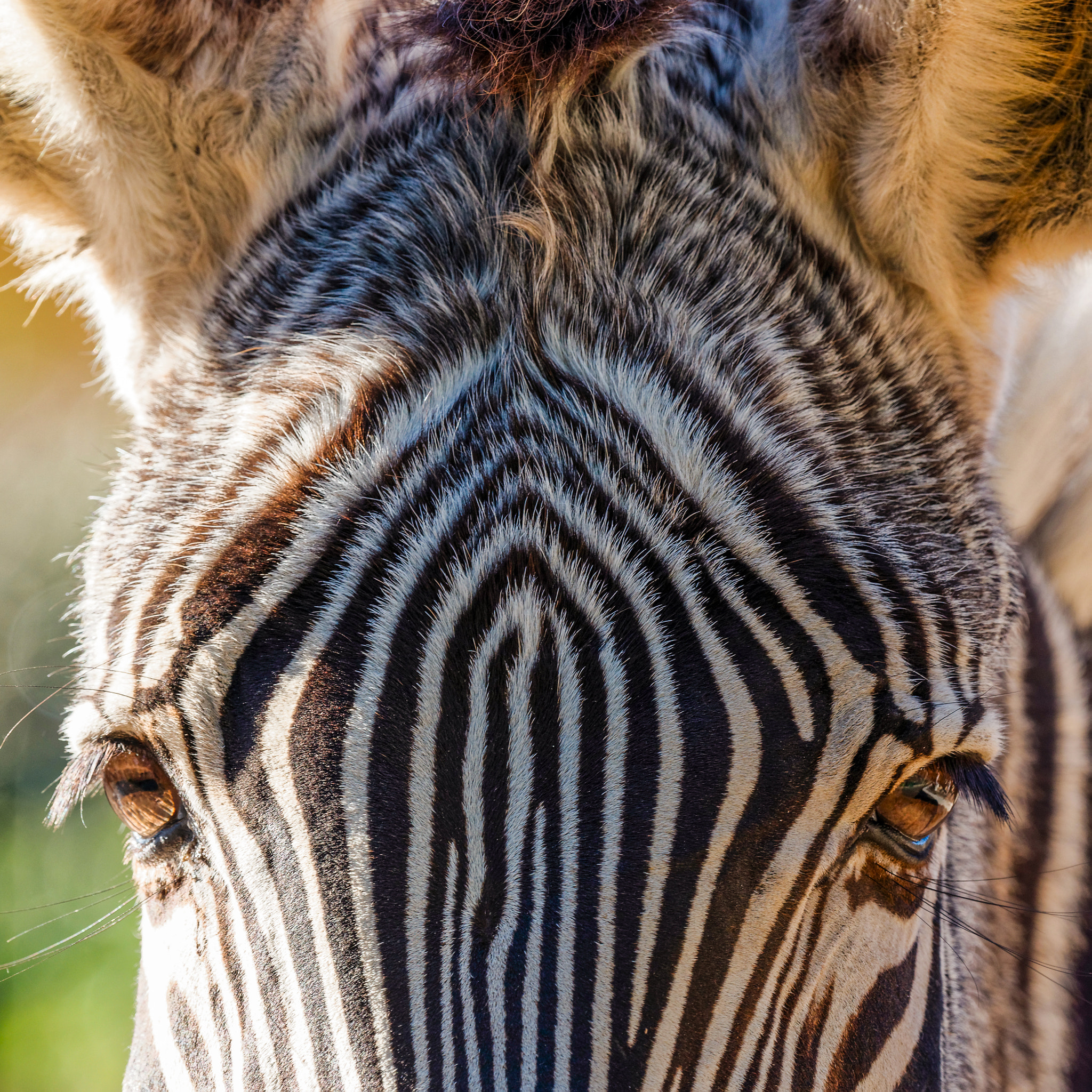 Nikon AF-S Nikkor 200-500mm F5.6E ED VR sample photo. Zebra photography