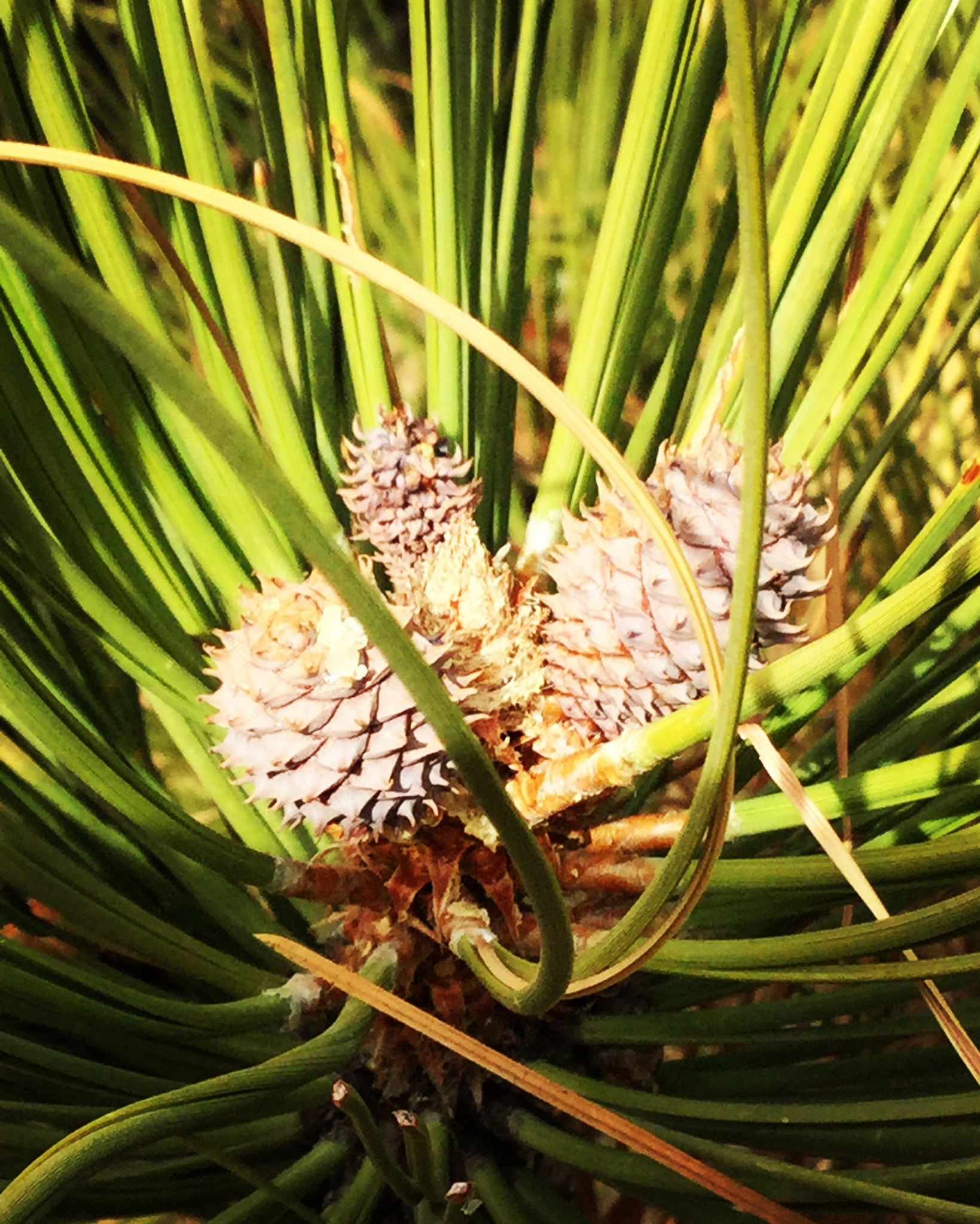 Apple iPad5,3 sample photo. New growth pine cones photography