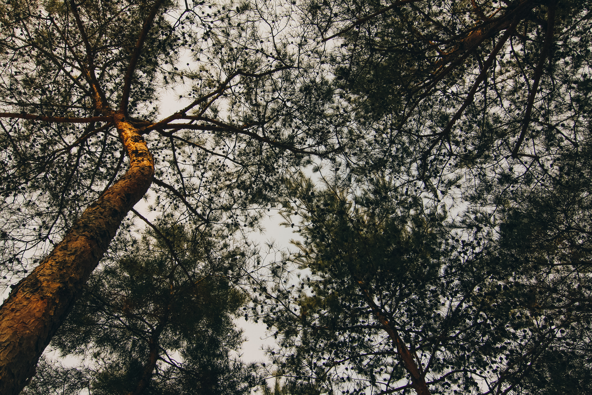 Canon EOS 40D sample photo. Under pine-tree photography