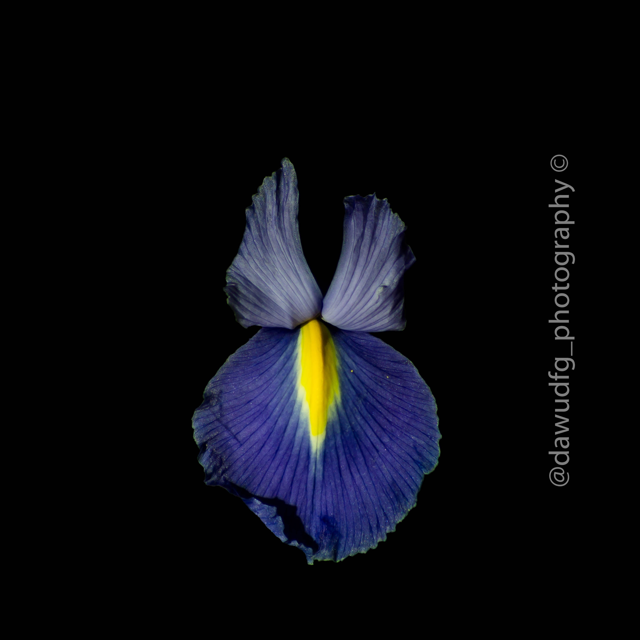 Sony 75-300mm F4.5-5.6 sample photo. Orchid of darkness photography
