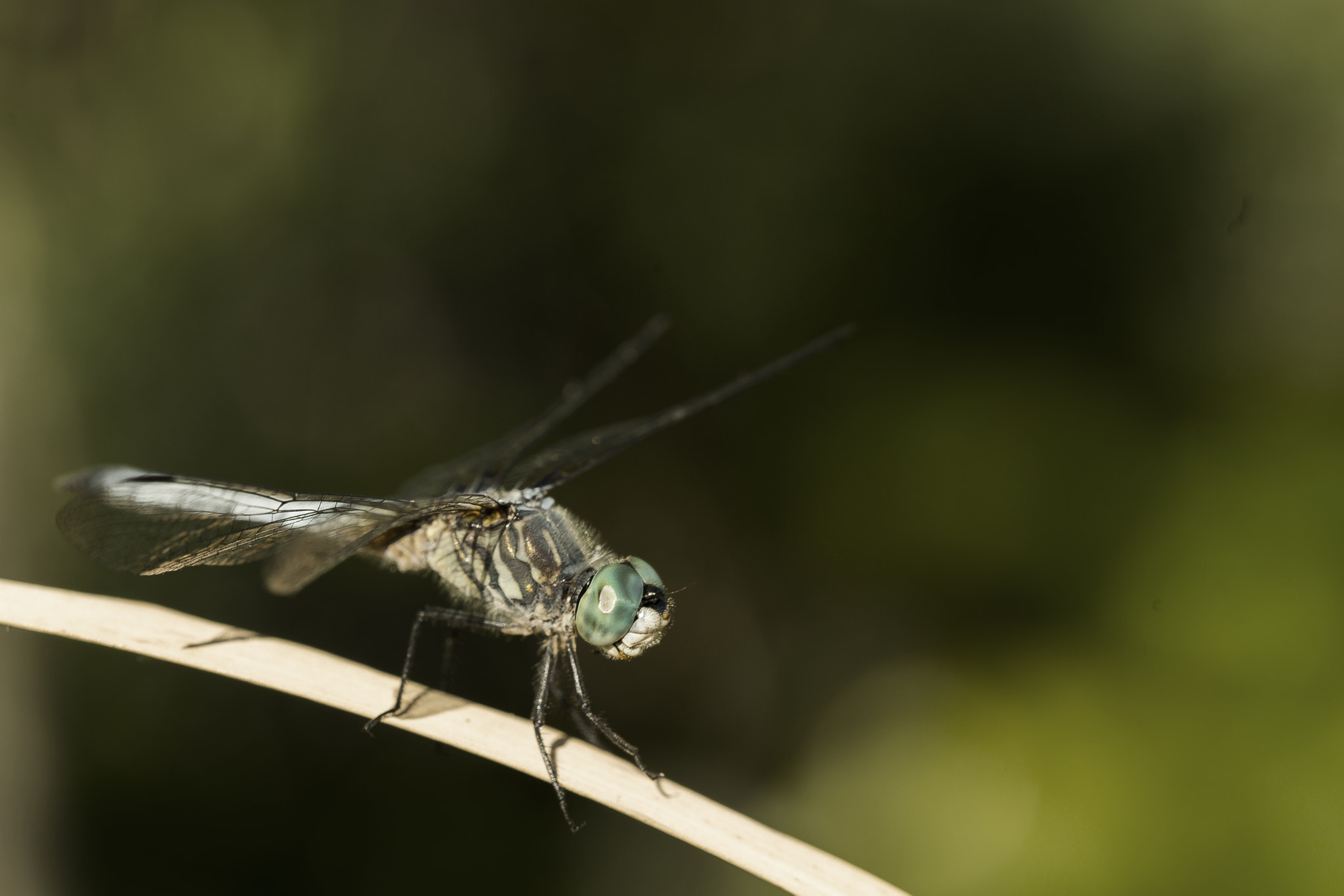 Sigma 105mm F2.8 EX DG OS HSM sample photo. Dragonfly photography