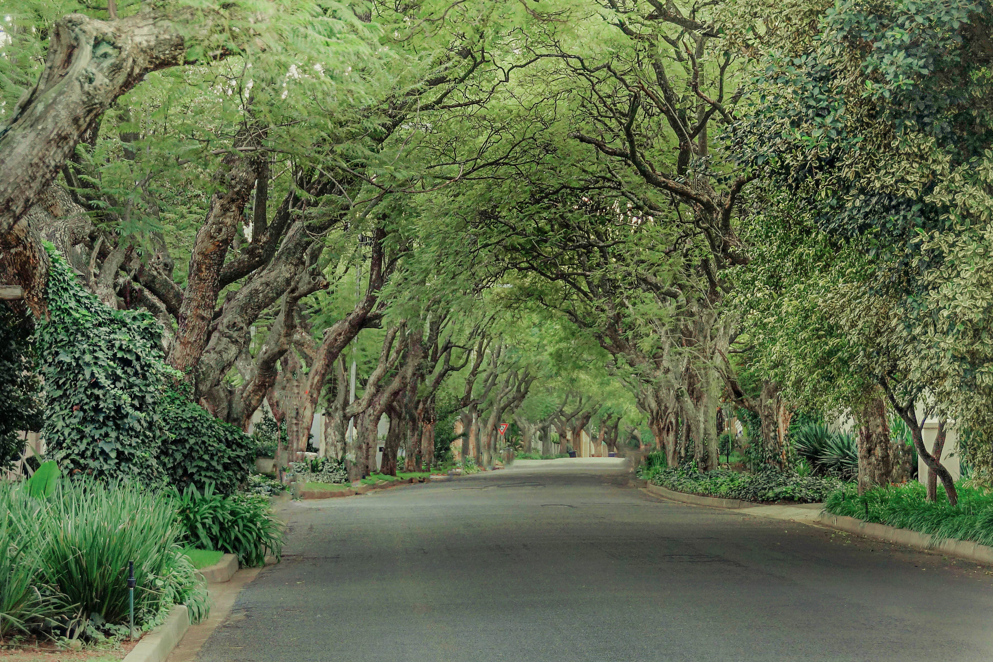 Sony DT 18-250mm F3.5-6.3 sample photo. Leafy street jozi photography