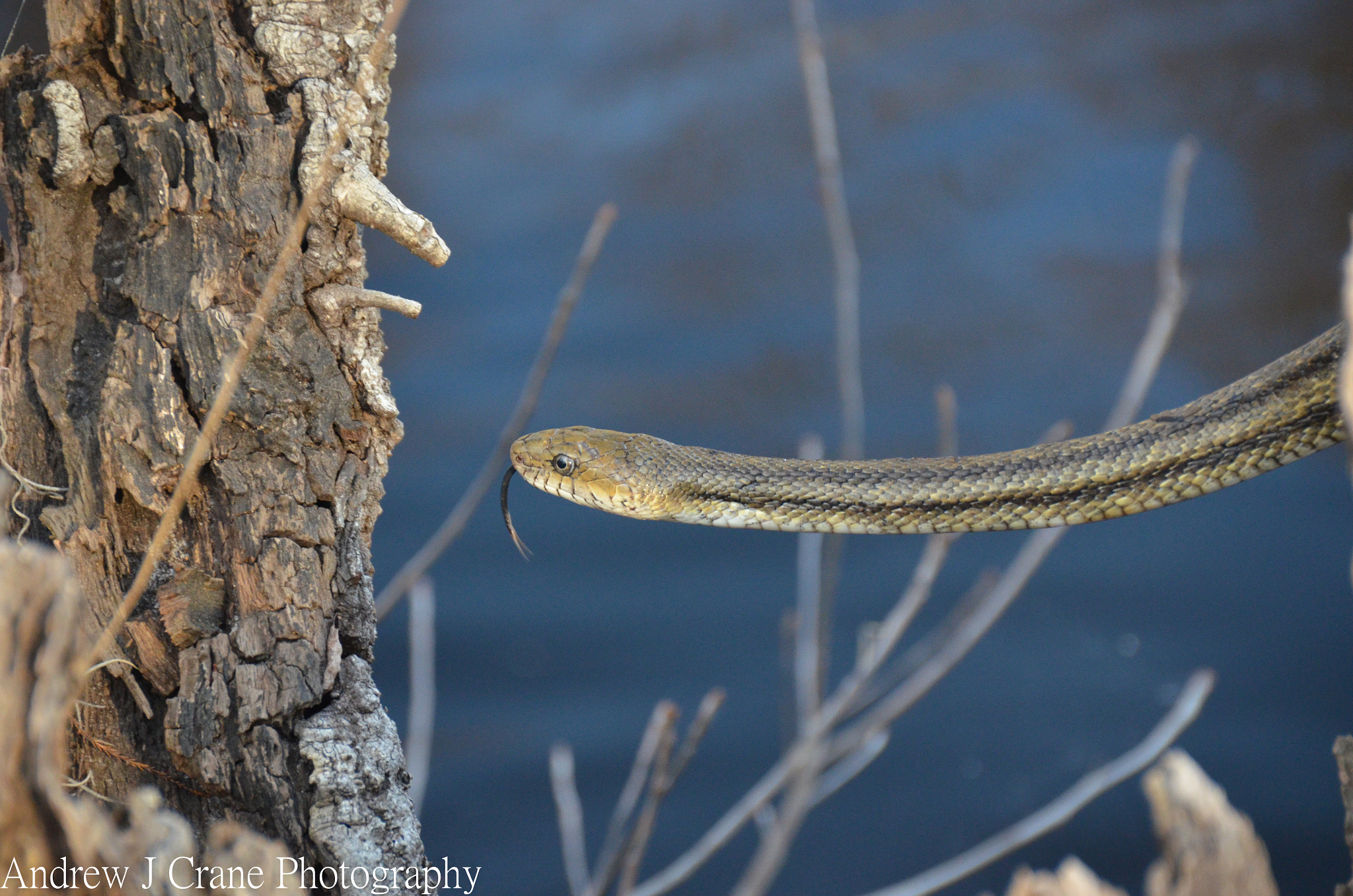 Sigma 18-200mm F3.5-6.3 II DC OS HSM sample photo. Yellow rat snake photography