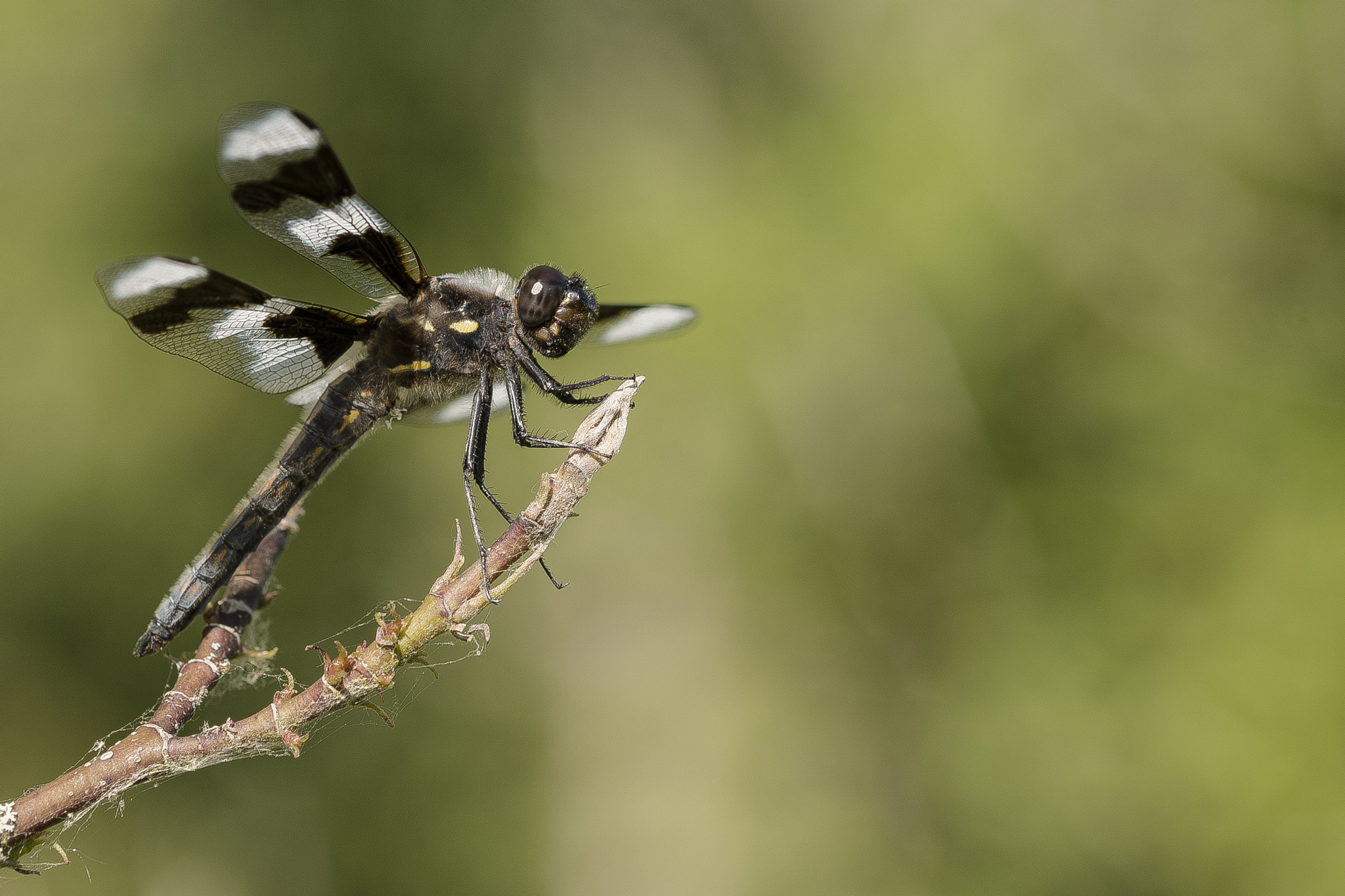 Sigma 105mm F2.8 EX DG OS HSM sample photo. Dragonfly photography