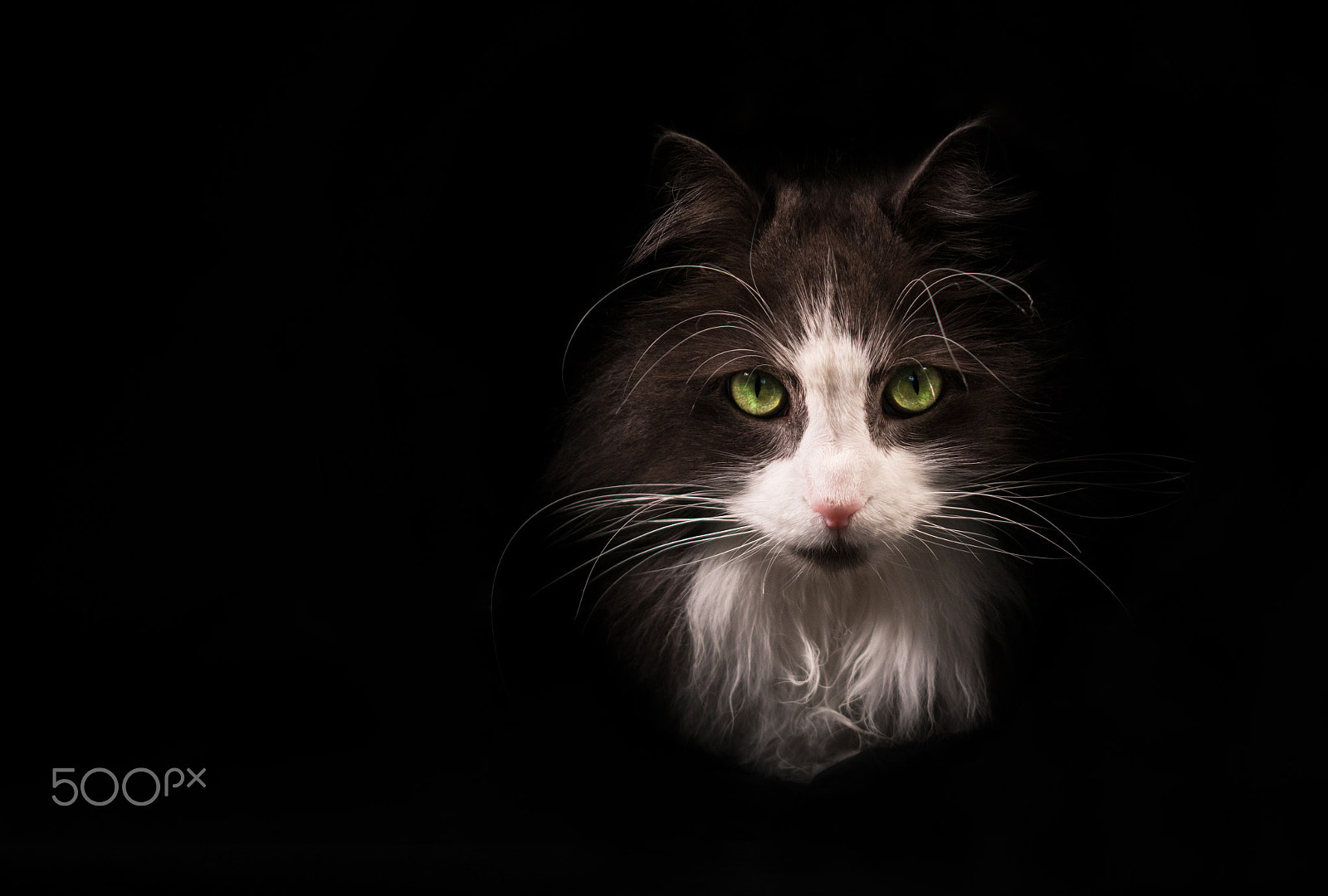 Canon EOS 70D + Sigma 105mm F2.8 EX DG OS HSM sample photo. Gray fluffy cat on black background photography