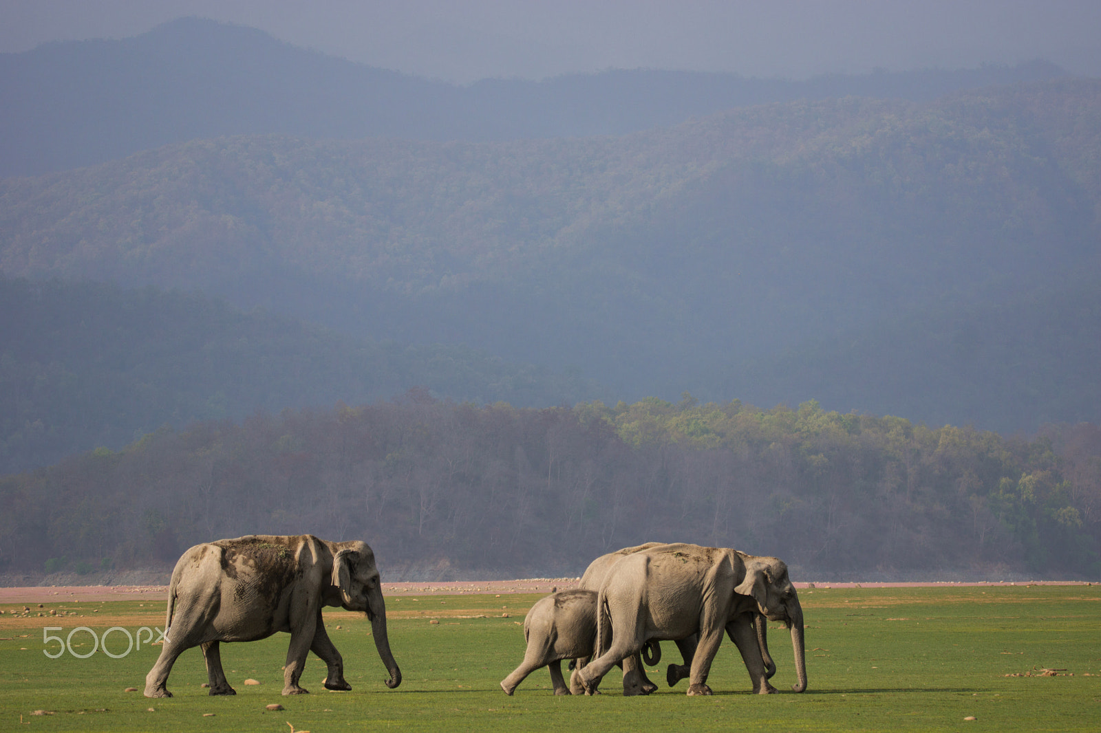 Sony SLT-A65 (SLT-A65V) + Tamron SP 150-600mm F5-6.3 Di VC USD sample photo. Elephants photography