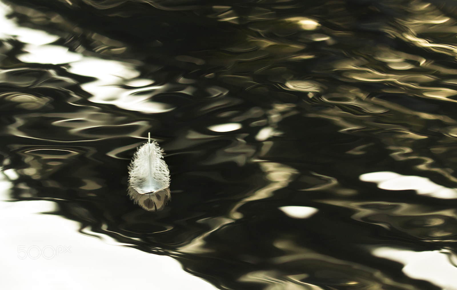 Canon EOS 70D + Sigma 105mm F2.8 EX DG OS HSM sample photo. Bird's feather on water surface photography