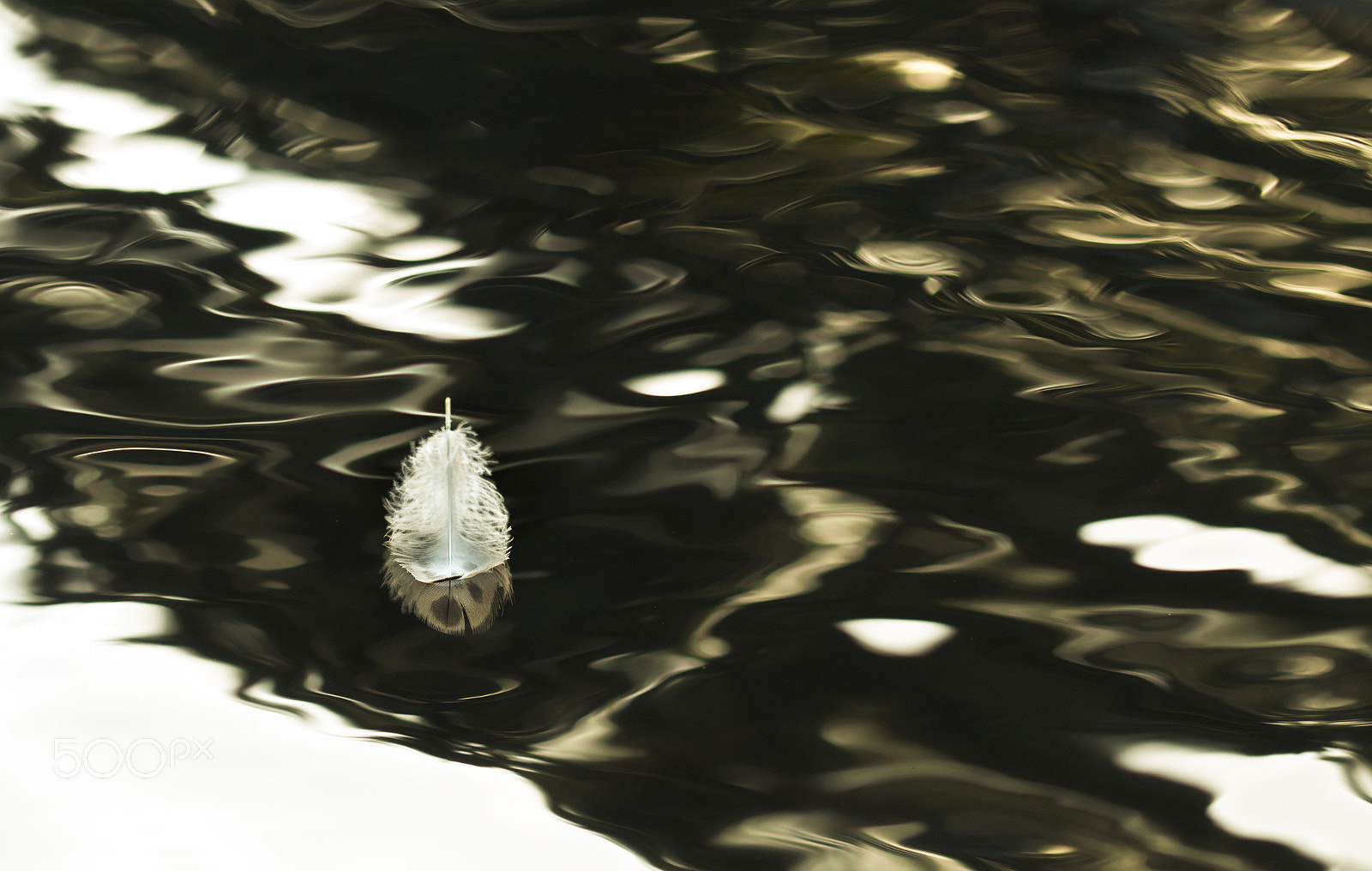 Sigma 105mm F2.8 EX DG OS HSM sample photo. Bird's feather on water surface photography