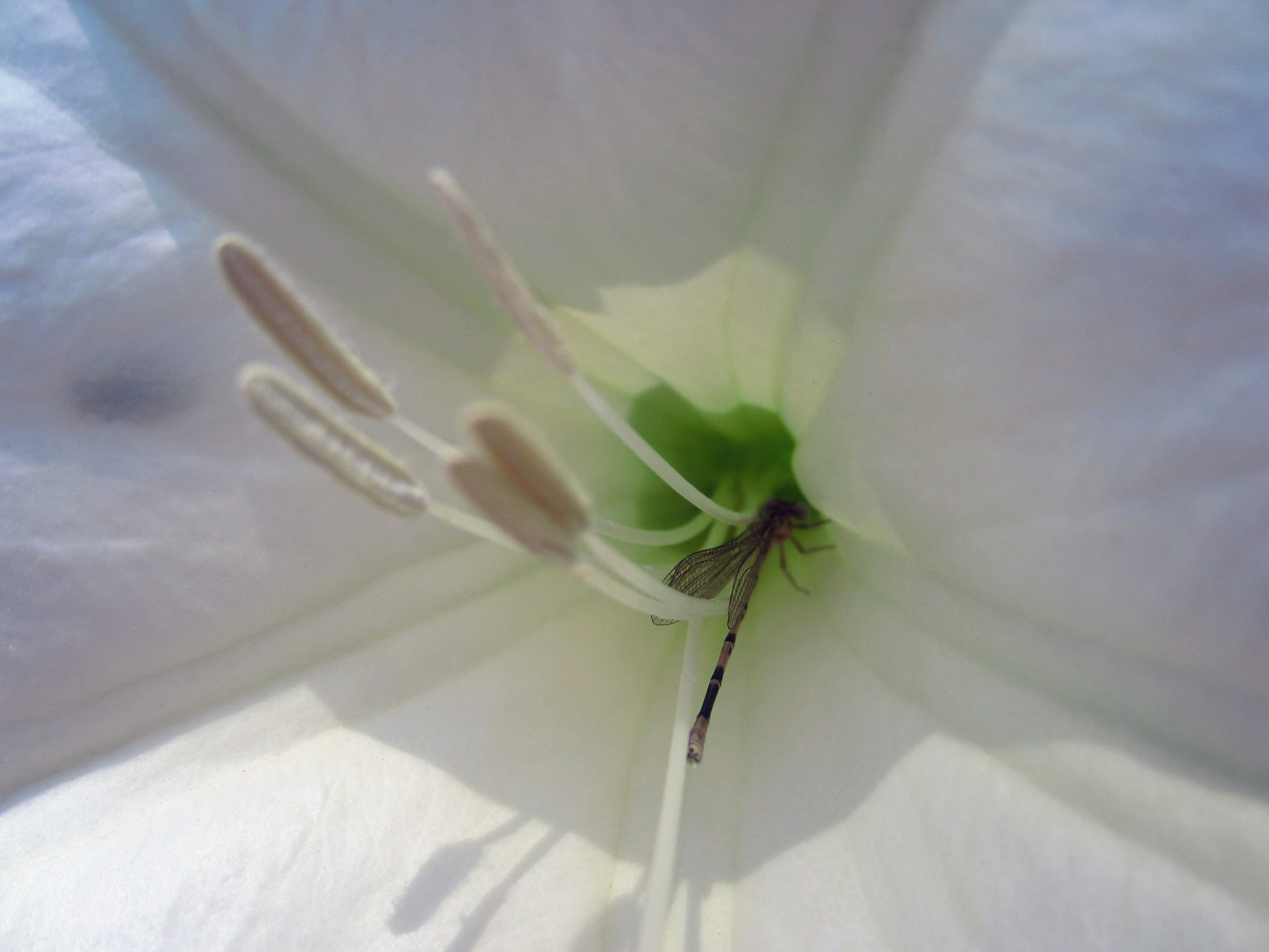 Canon PowerShot ELPH 300 HS (IXUS 220 HS / IXY 410F) sample photo. Dragonfly in flower - sherri camperchioli photography