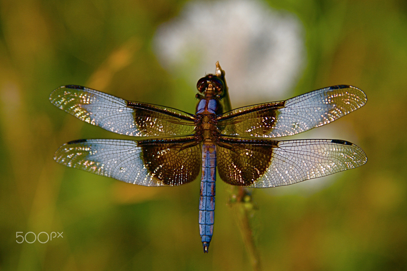 Canon EF 28-135mm F3.5-5.6 IS USM sample photo. Dragonfly photography