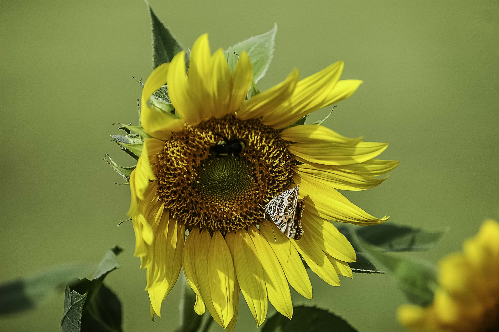 Nikon D70s sample photo. Sunflower on sunny spring day photography