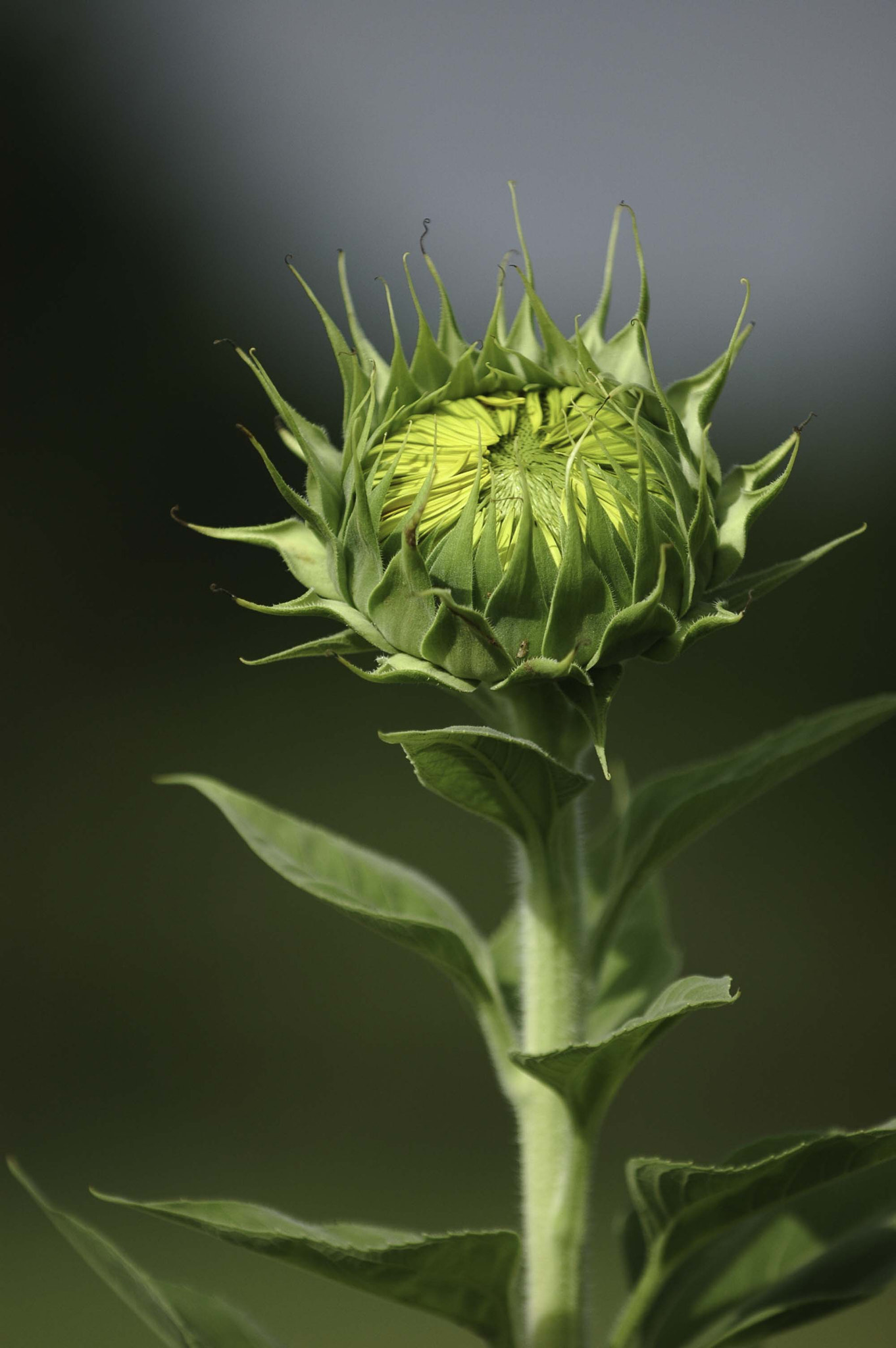 Nikon D70s sample photo. Sunflower on sunny spring day photography