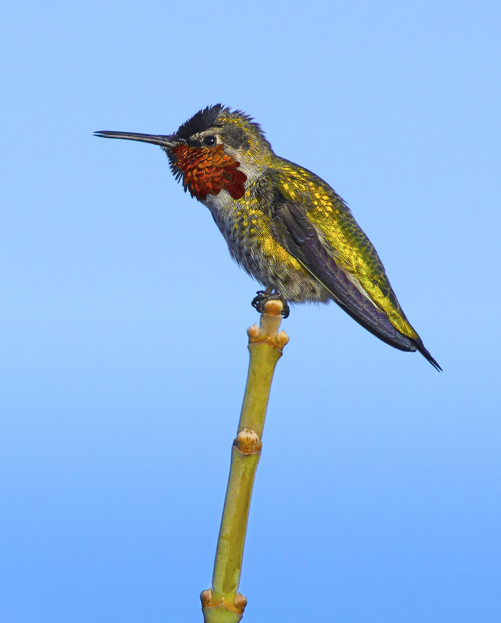 Nikon D800E + AF Nikkor 300mm f/4 IF-ED sample photo. Anna's hummingbird photography