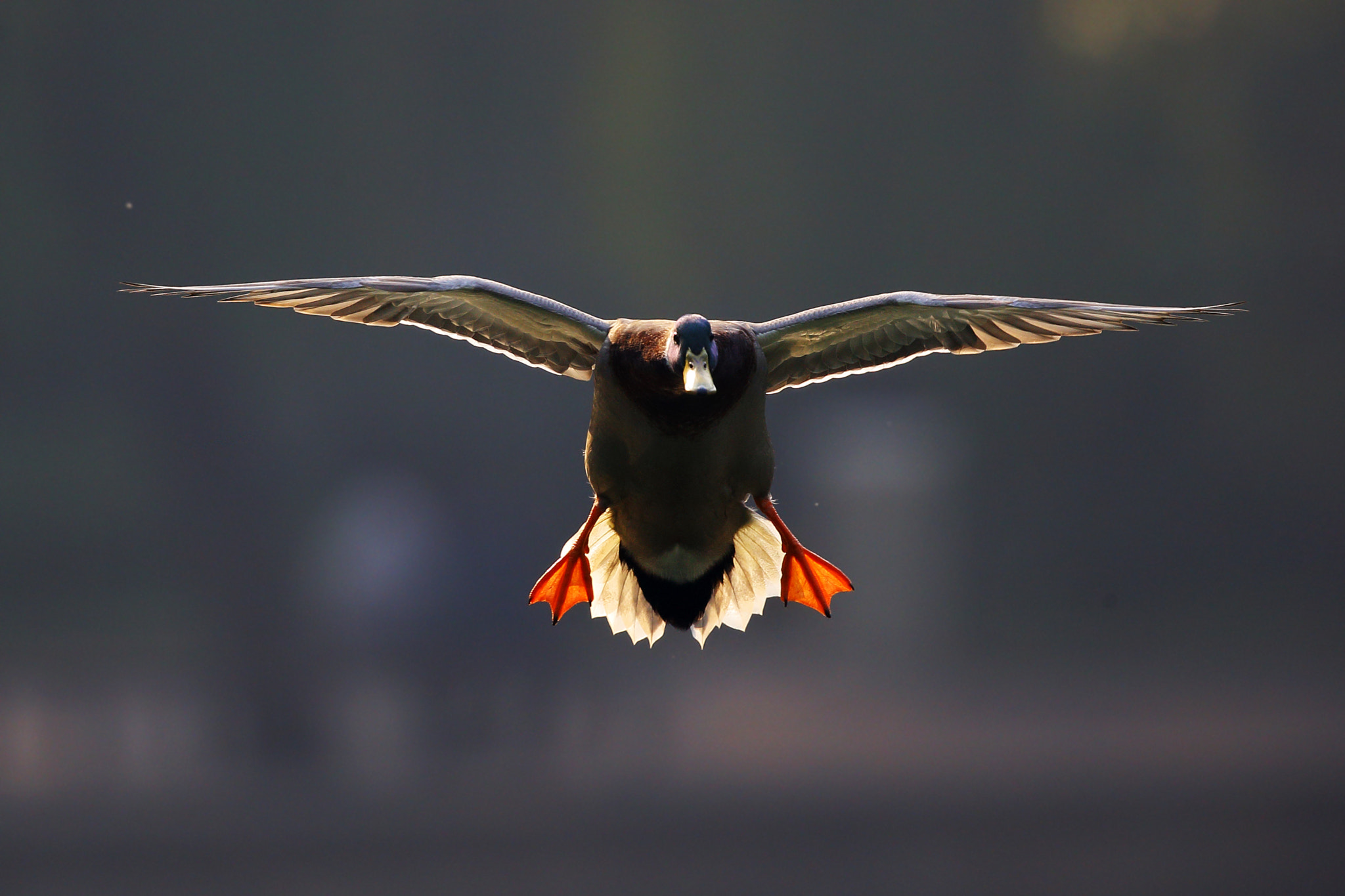 Canon EF 300mm F2.8L IS II USM sample photo. + photography