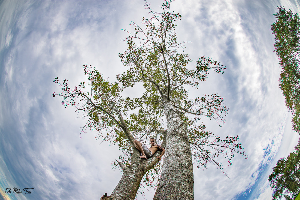 Nikon D7200 + Sigma 10mm F2.8 EX DC HSM Diagonal Fisheye sample photo. Up there photography