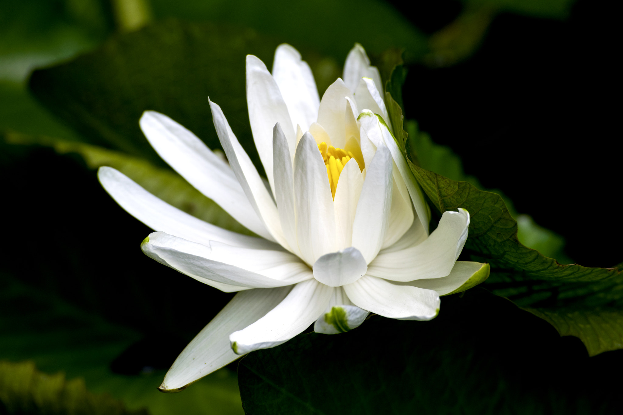 Nymphaeaceae flower