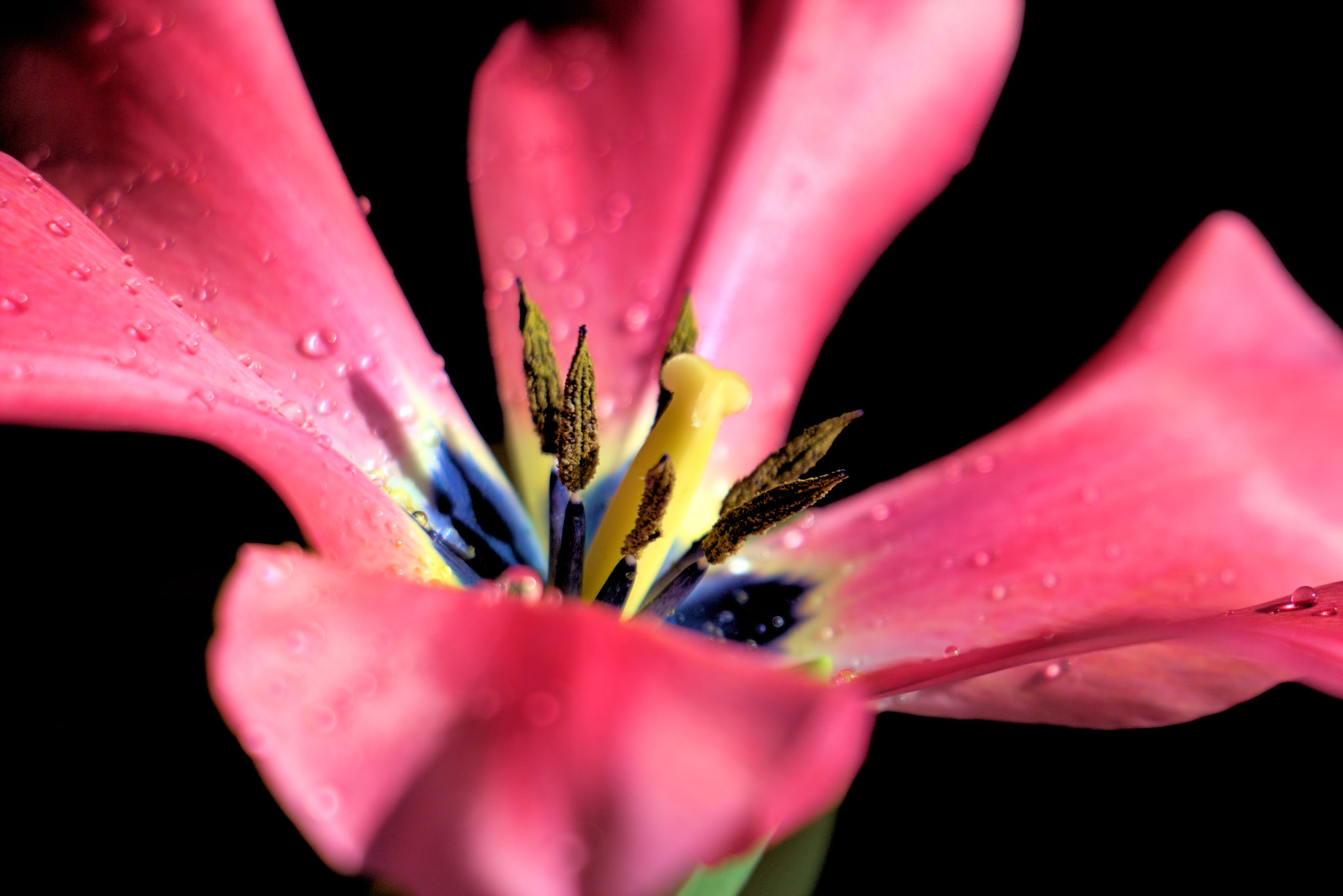 Canon EOS 650D (EOS Rebel T4i / EOS Kiss X6i) sample photo. Tulip 3 photography