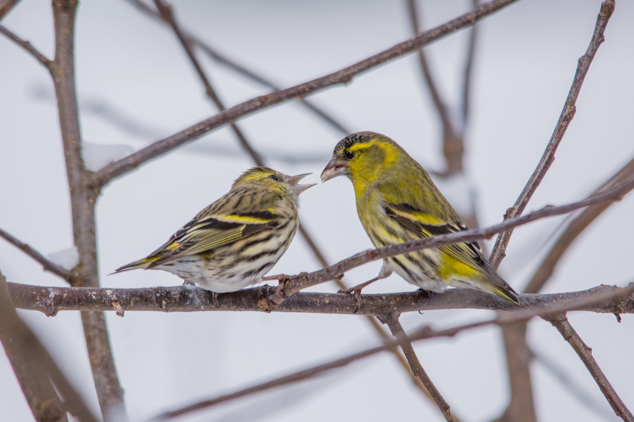 Sigma 150-500mm F5-6.3 DG OS HSM sample photo. Eurasian siskin photography