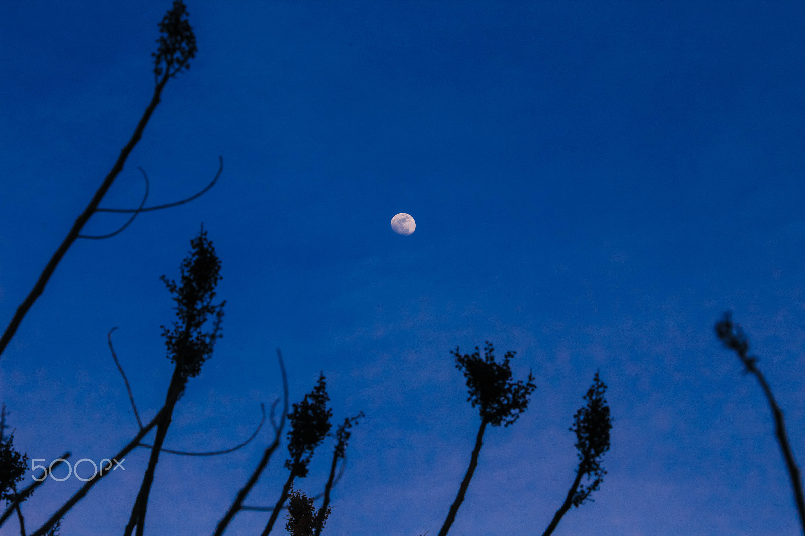Canon EOS 1200D (EOS Rebel T5 / EOS Kiss X70 / EOS Hi) sample photo. Neff moon photography