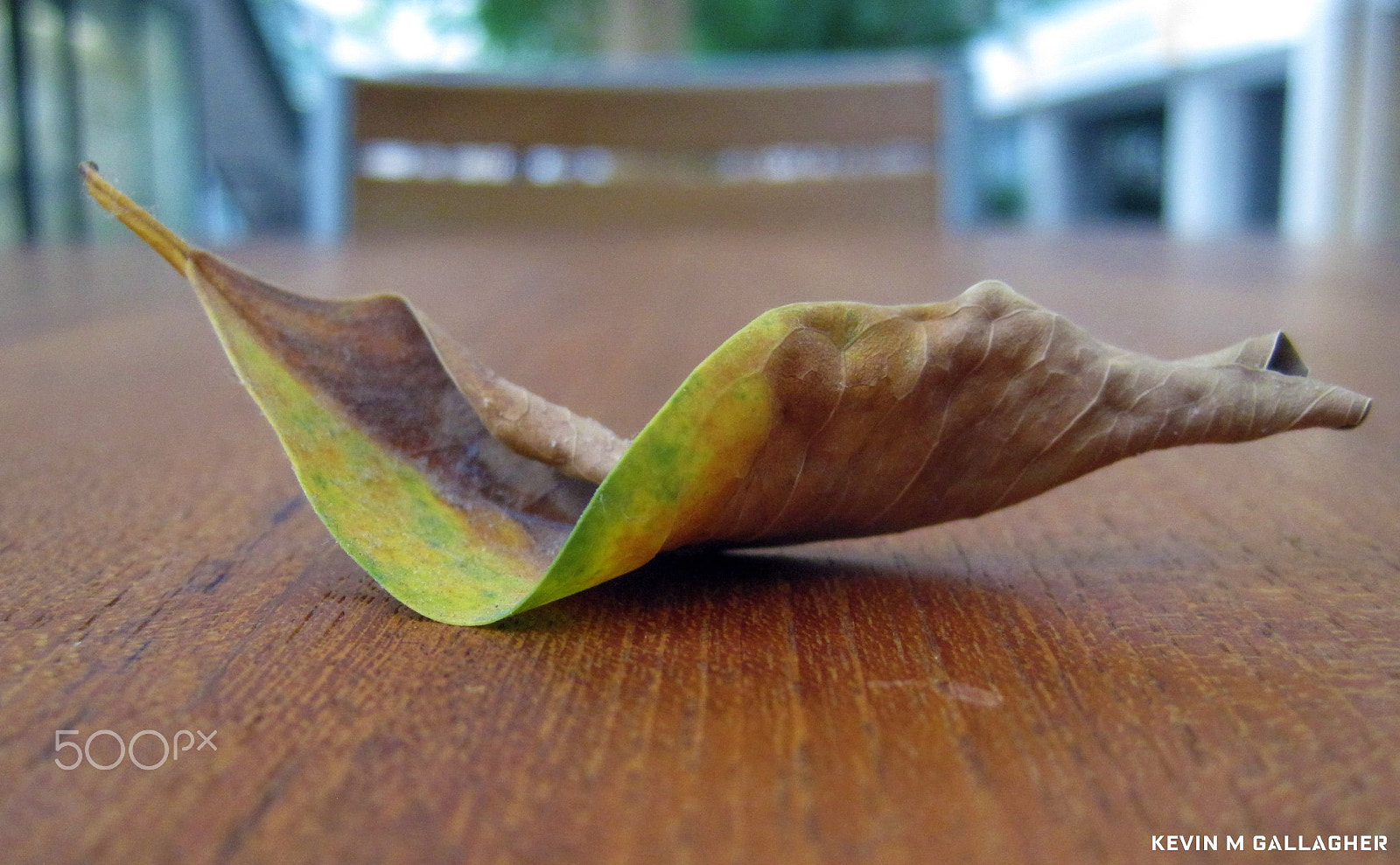 Canon PowerShot SD1200 IS (Digital IXUS 95 IS / IXY Digital 110 IS) sample photo. Leaf on wood table o photography