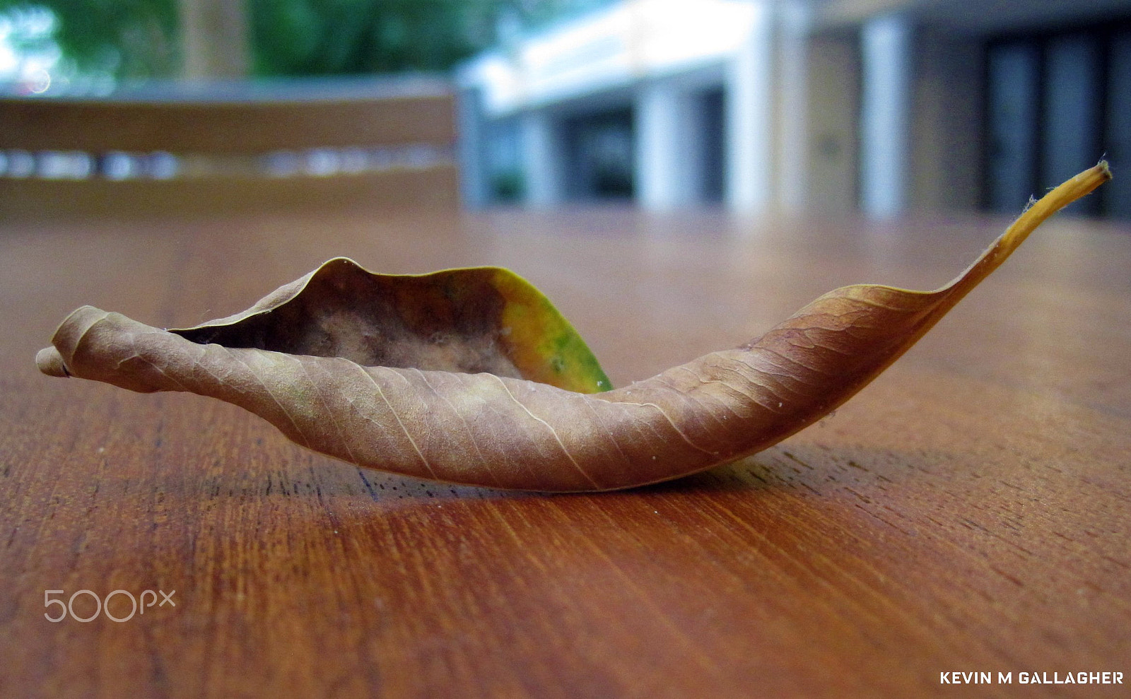 Canon PowerShot SD1200 IS (Digital IXUS 95 IS / IXY Digital 110 IS) sample photo. Leaf on wood table o photography