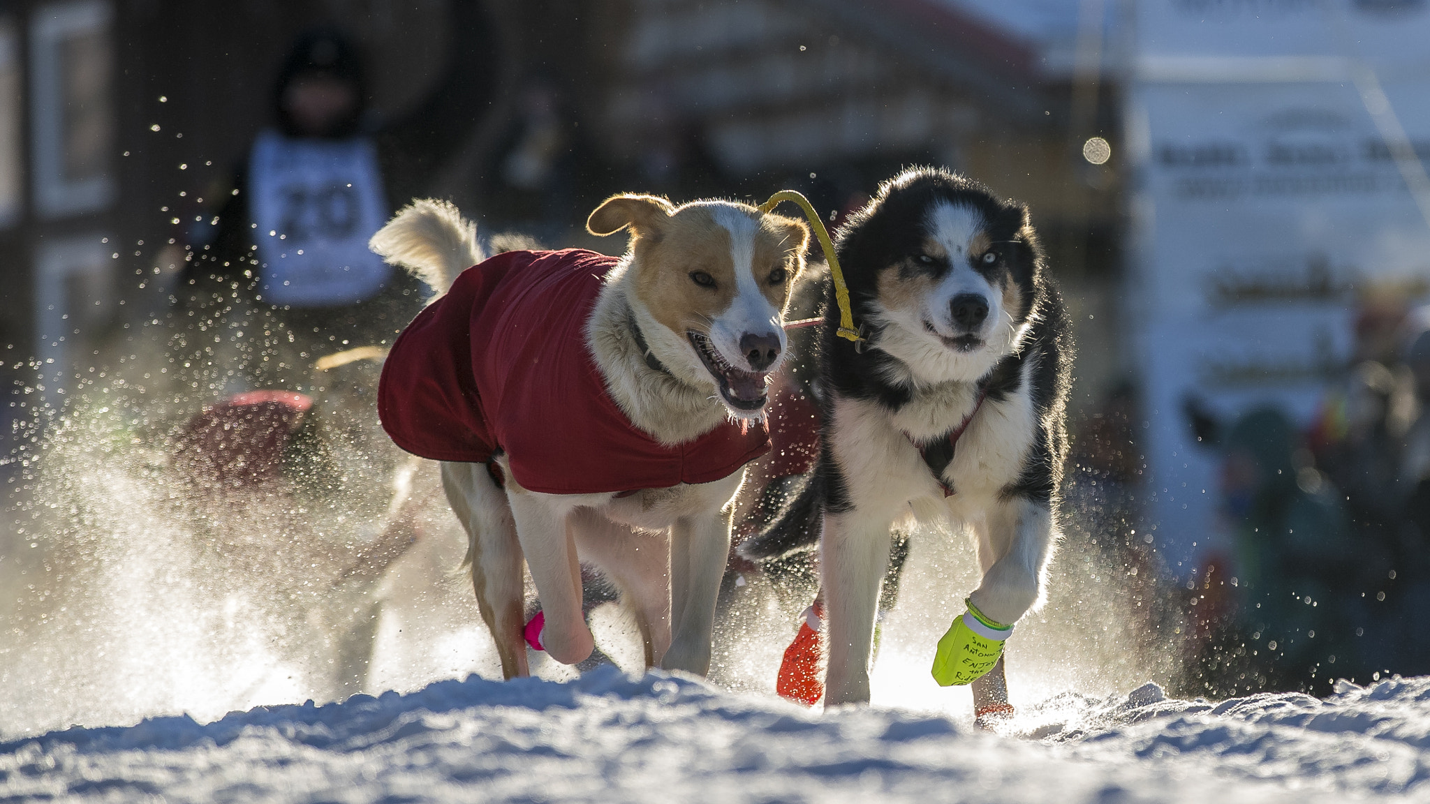 Canon EOS-1D X Mark II sample photo. The winners photography