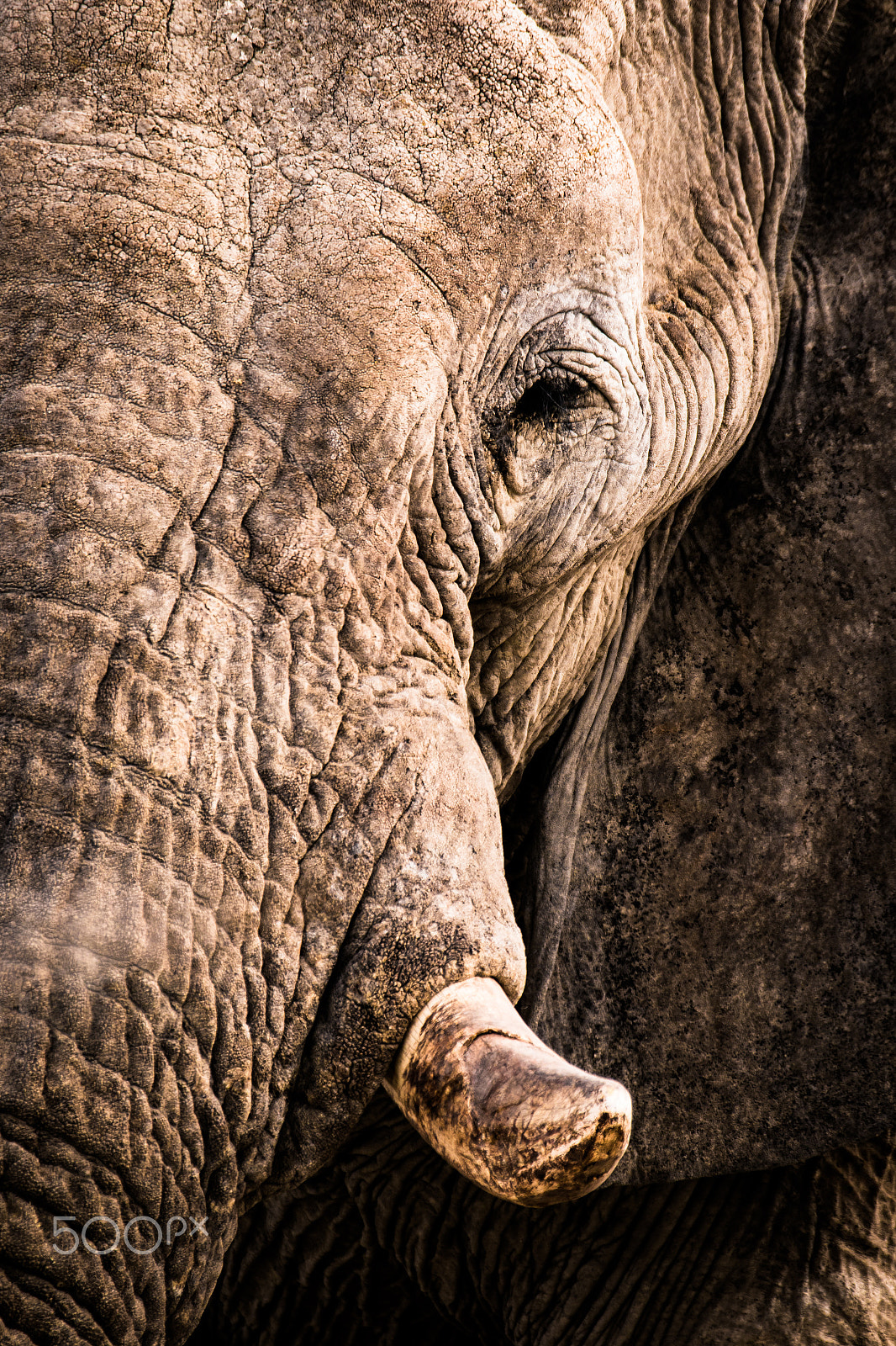 Sigma 150-600mm F5-6.3 DG OS HSM | C sample photo. Elephant close-up photography